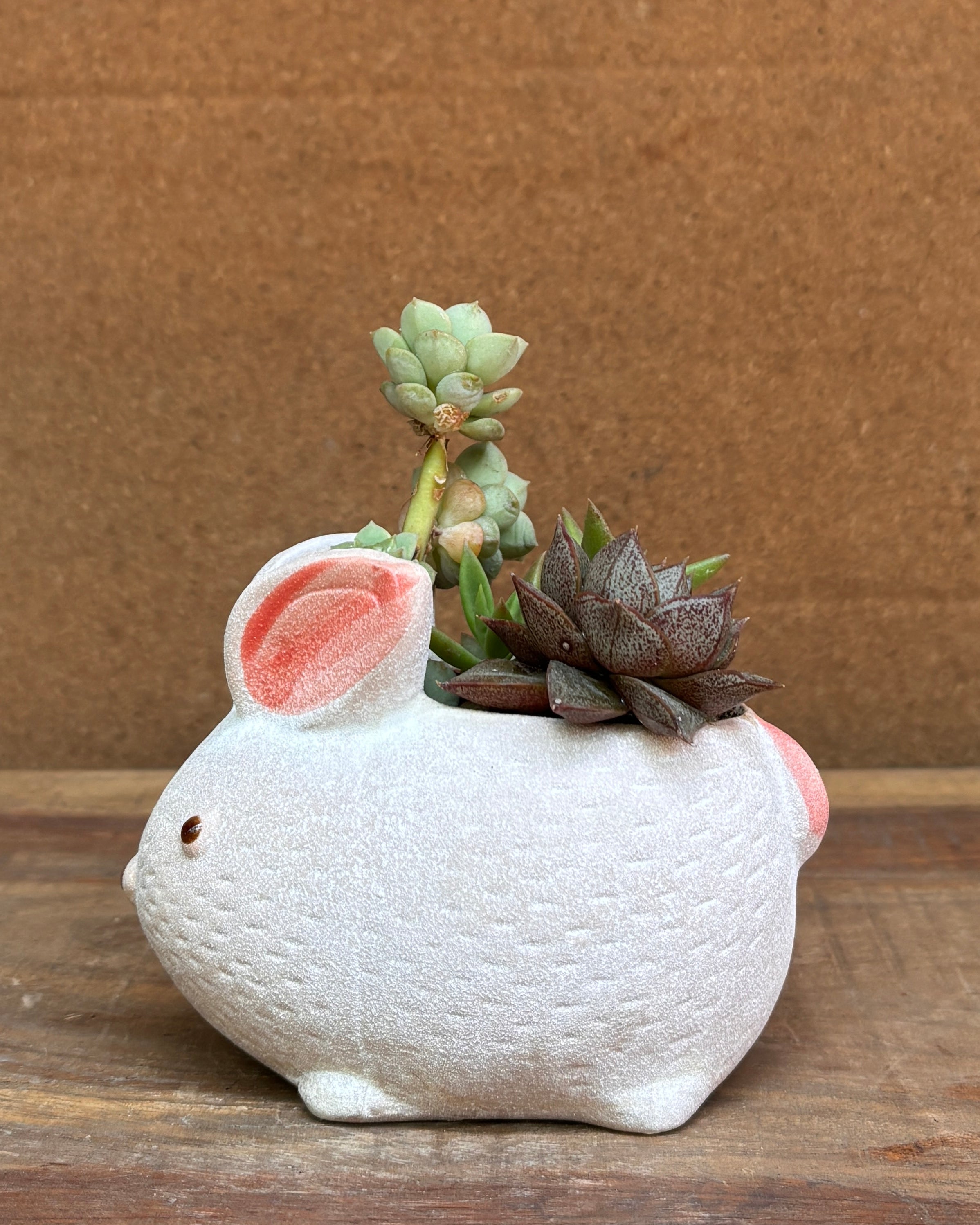 Succulents in Bunny