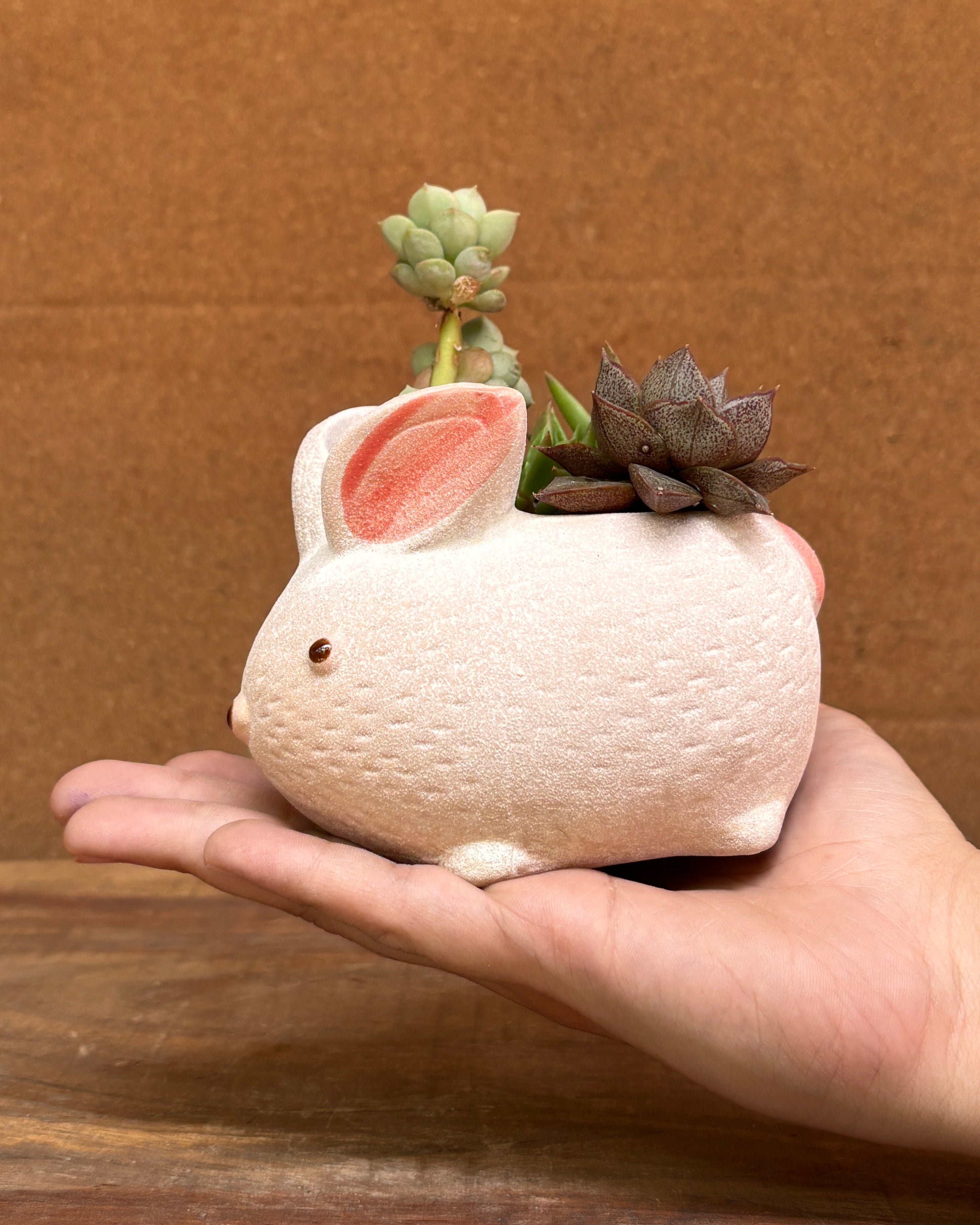 Succulents in Bunny