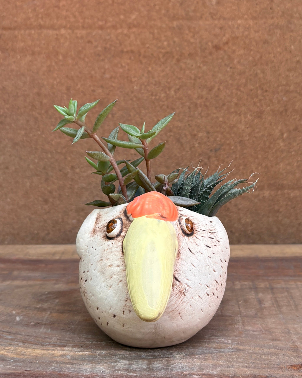 Succulents in a Toucan