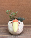 Succulents in a Toucan