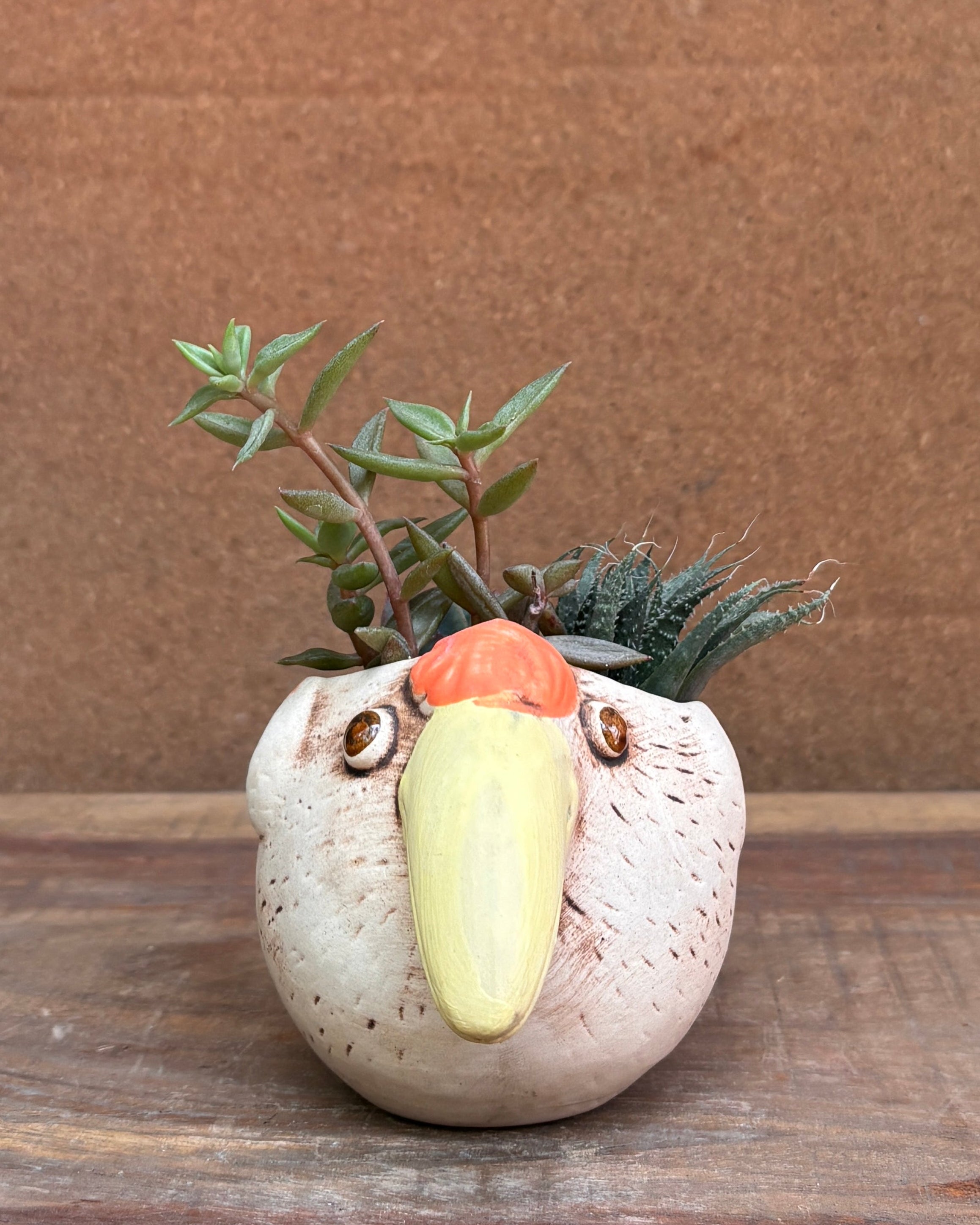 Succulents in a Toucan