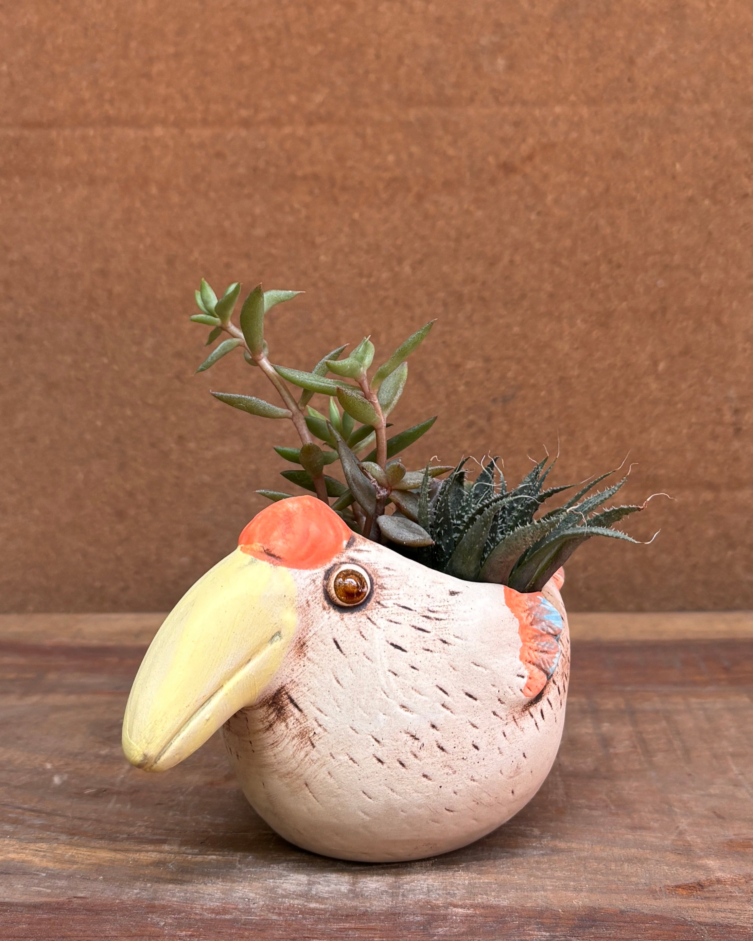 Succulents in a Toucan