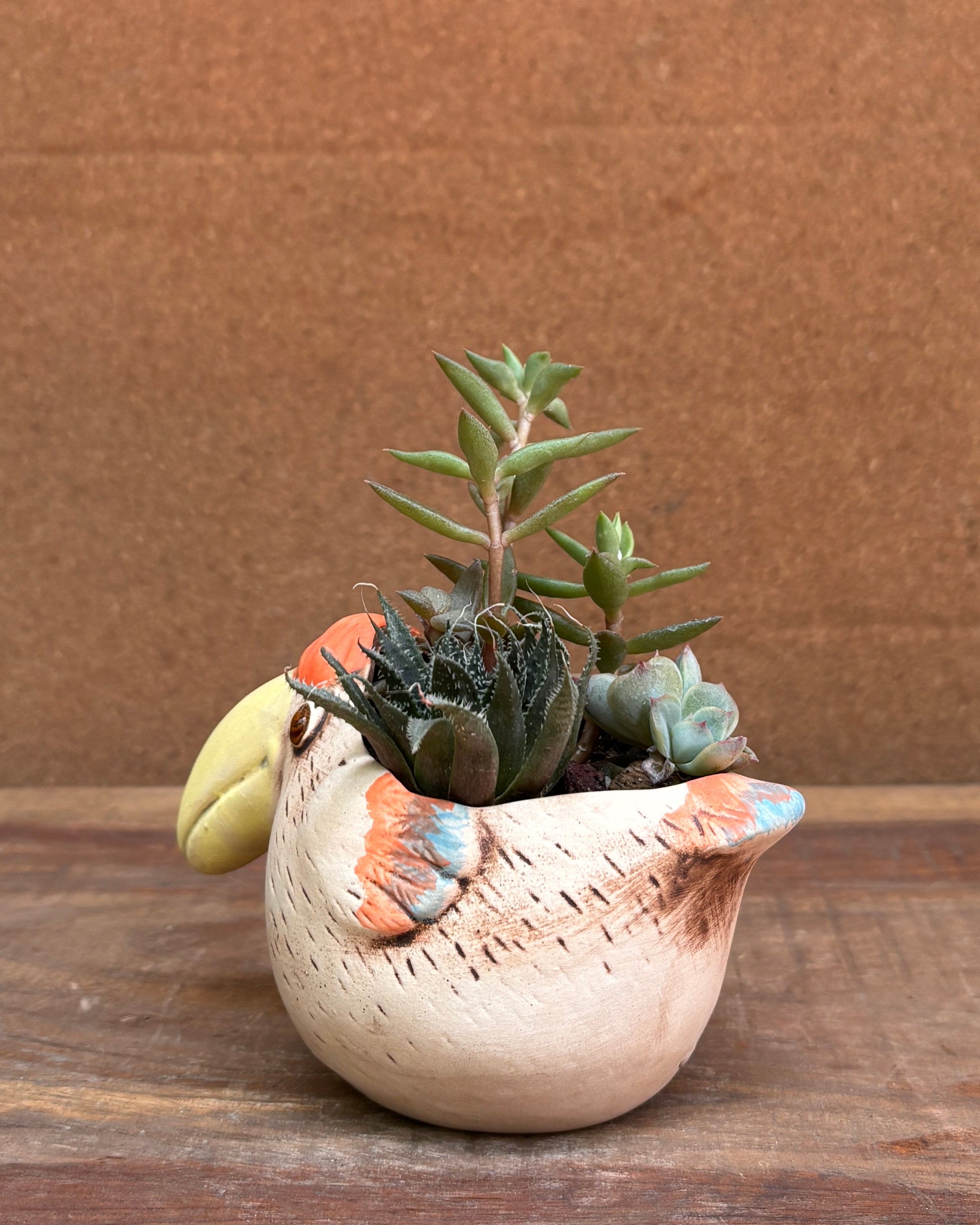 Succulents in a Toucan