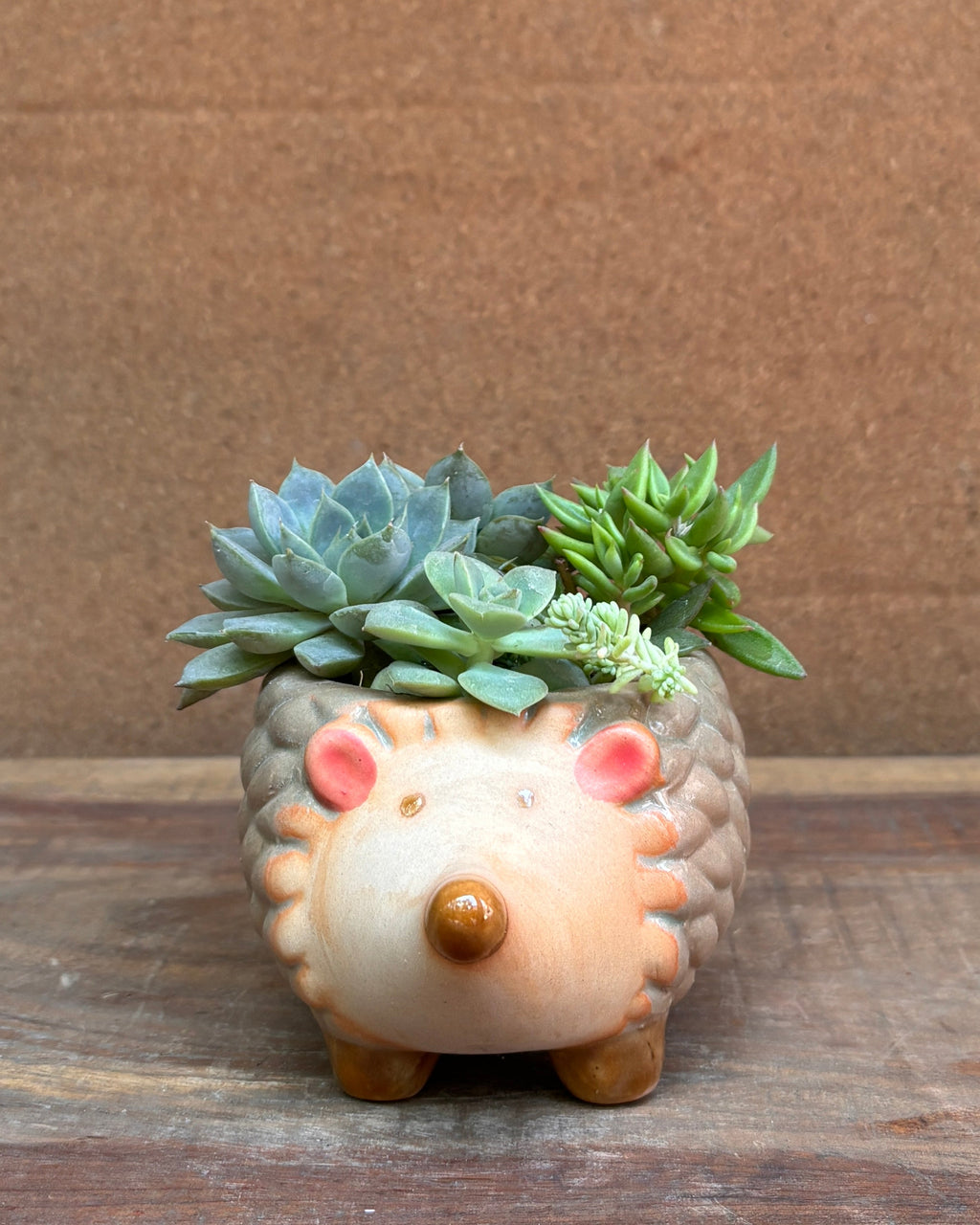 Succulents in a Hedgehog