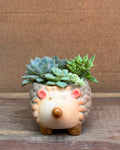 Succulents in a Hedgehog