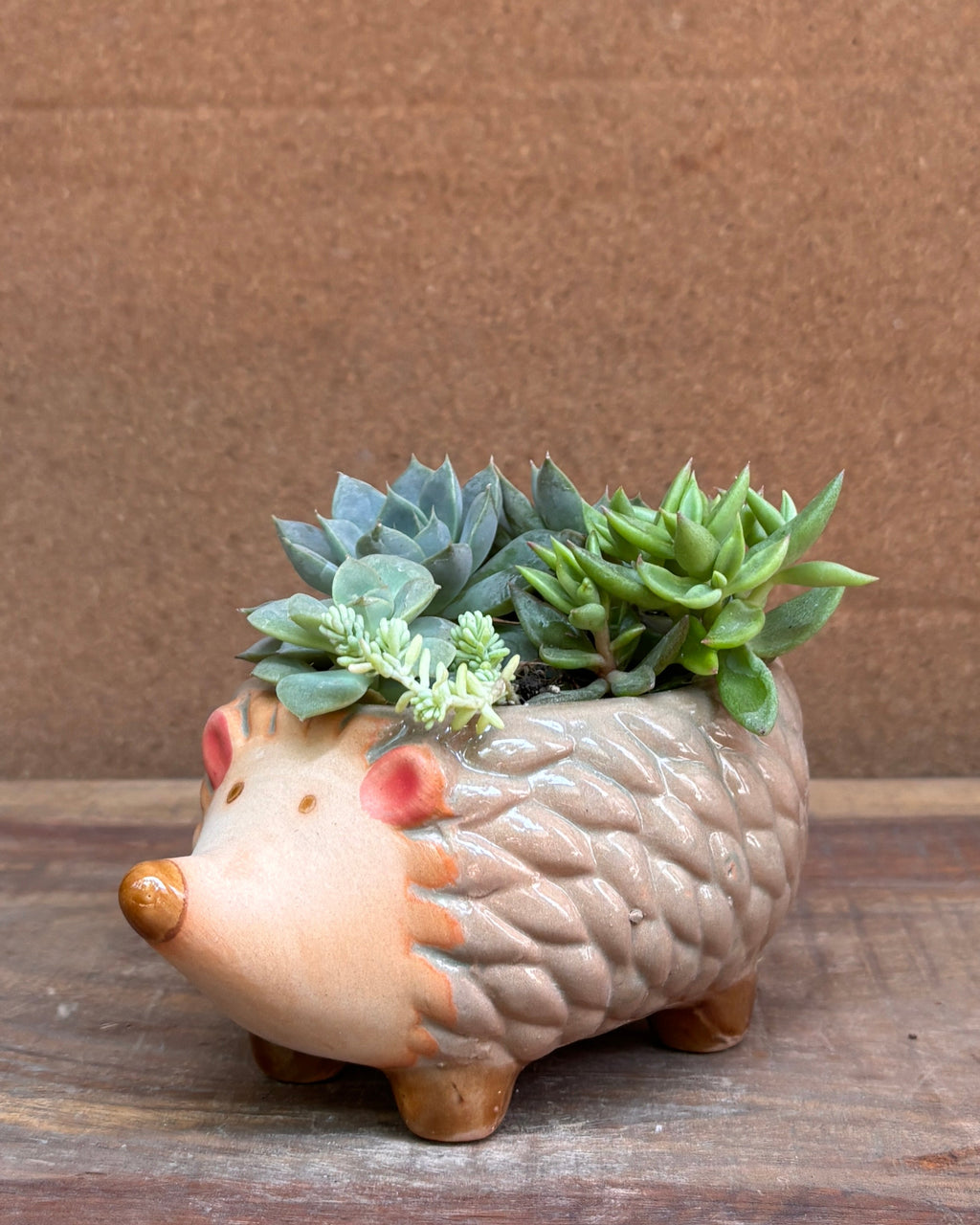 Succulents in a Hedgehog