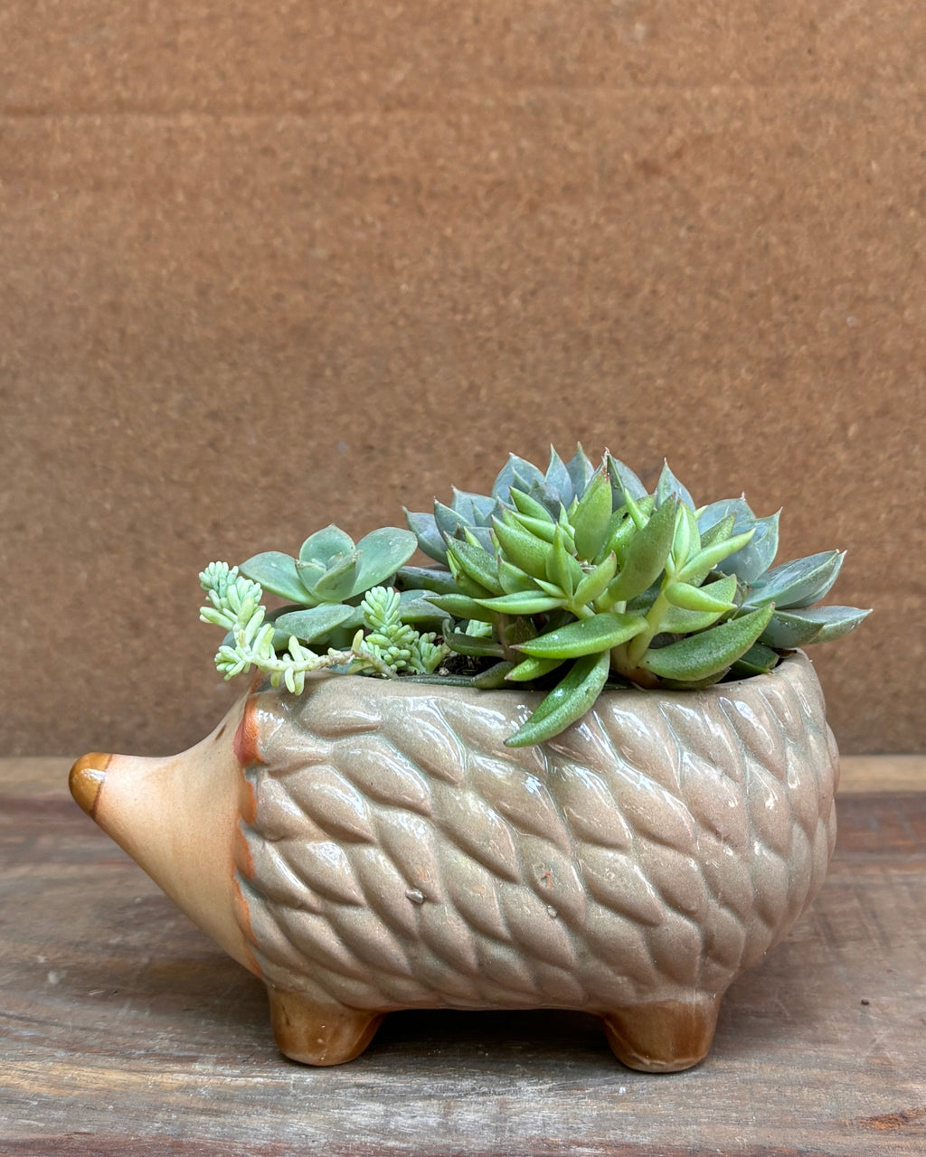 Succulents in a Hedgehog