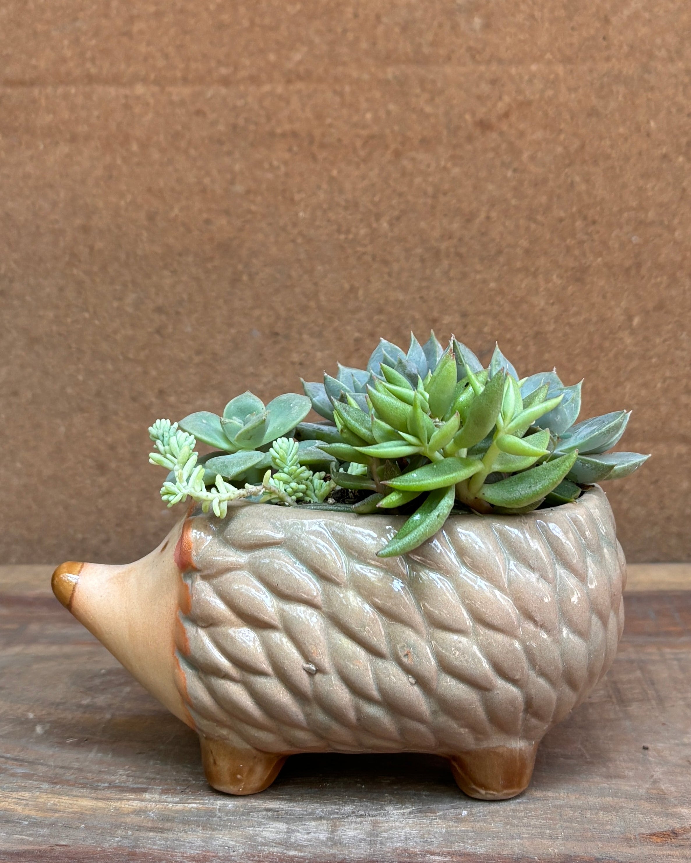 Succulents in a Hedgehog