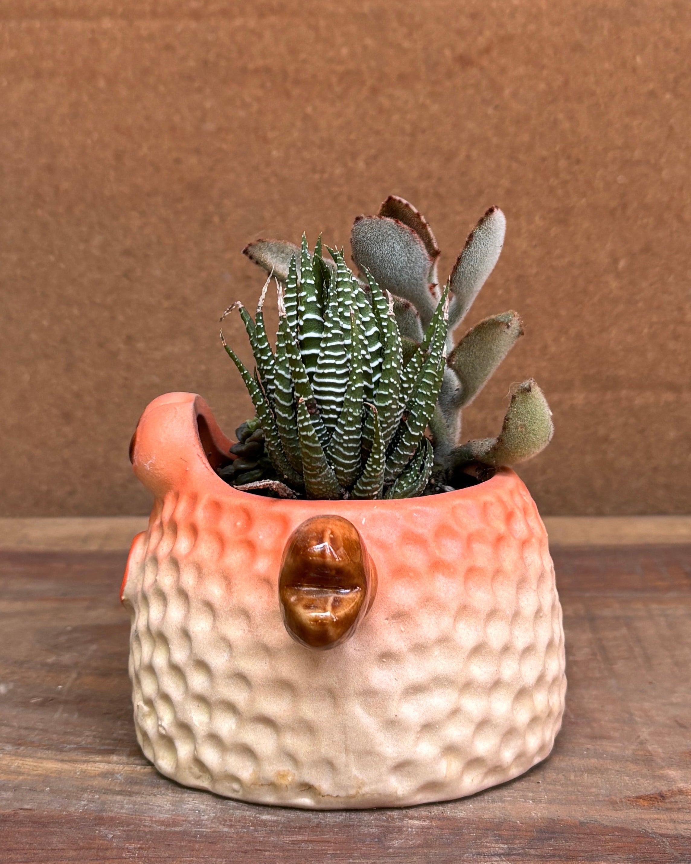 Succulents in a Crab