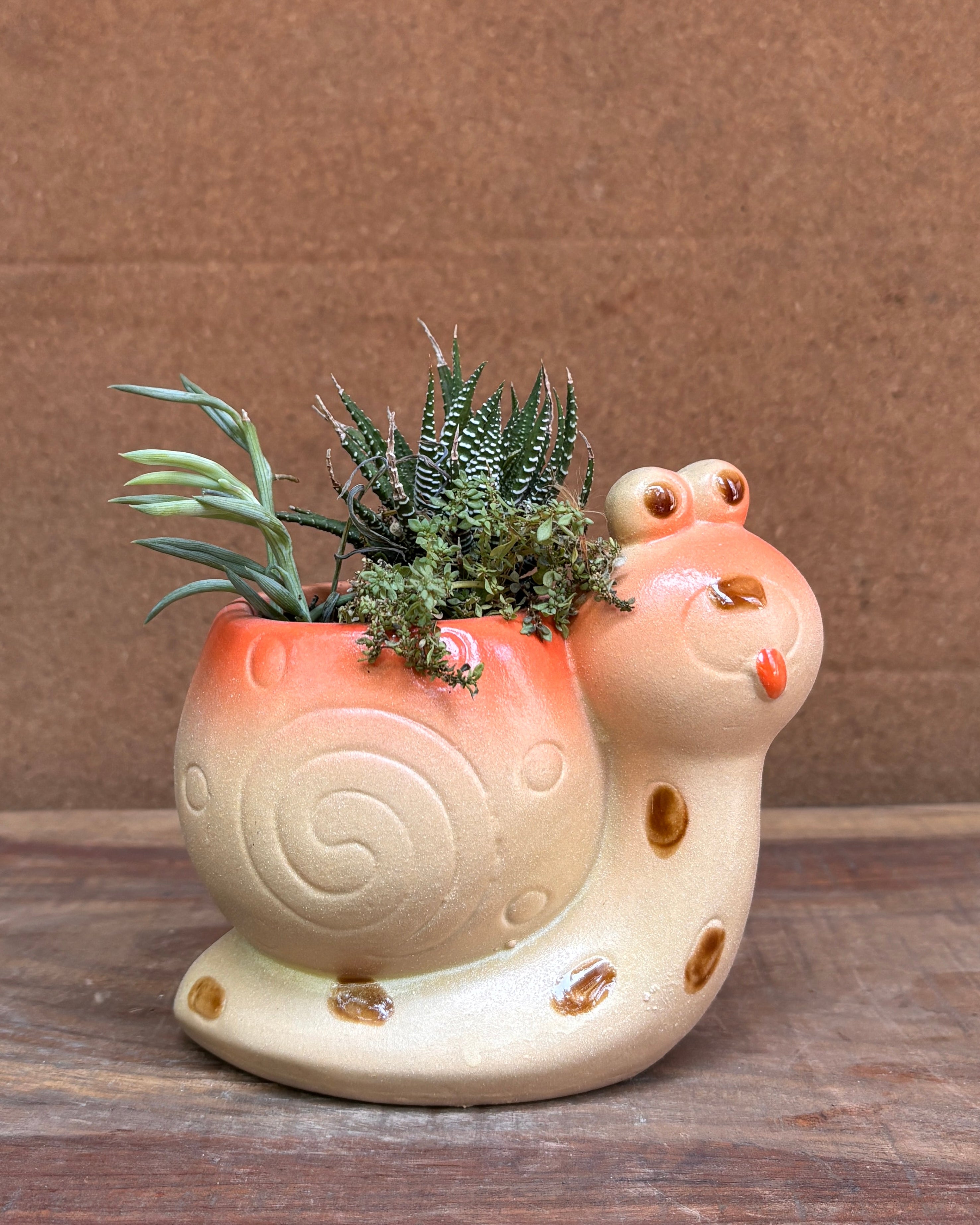 Succulents in Orange Snail