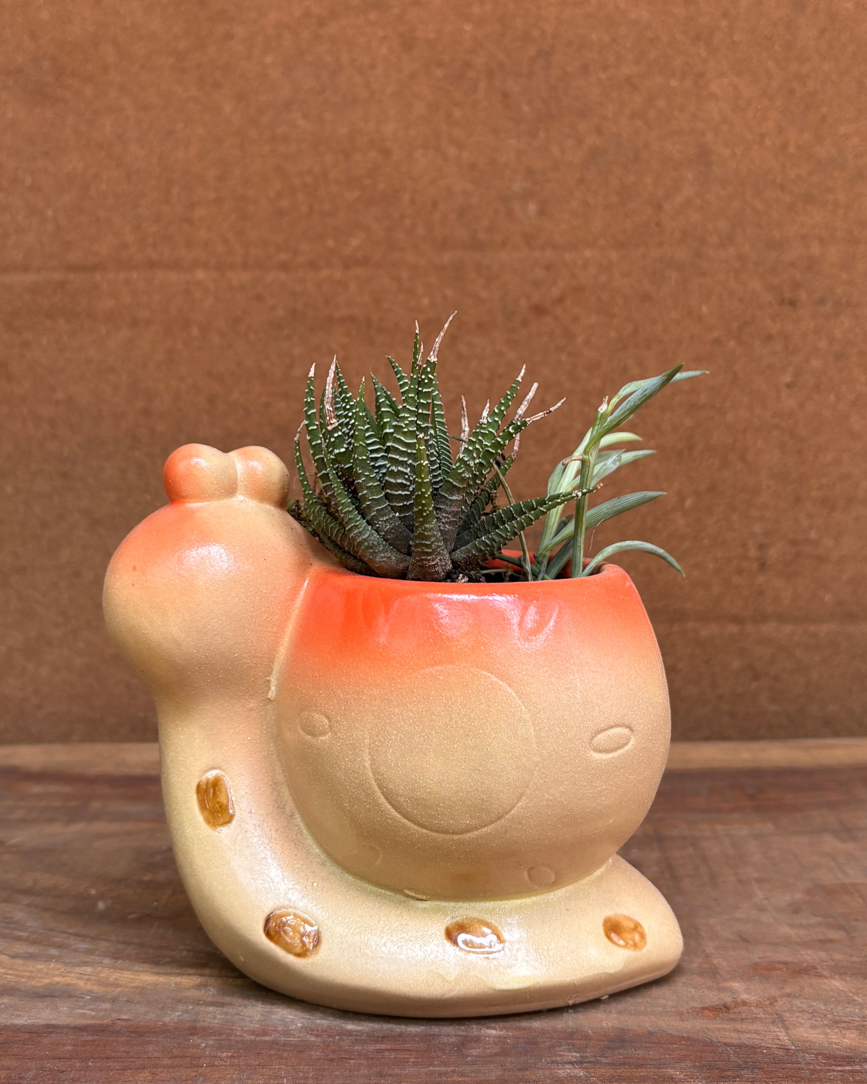 Succulents in Orange Snail