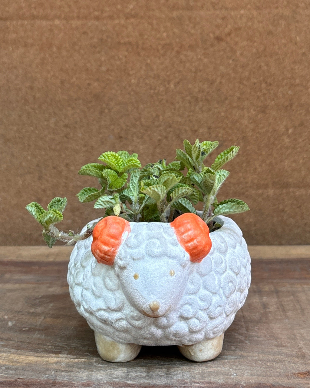 Pilea in a White Sheep