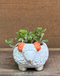 Pilea in a White Sheep