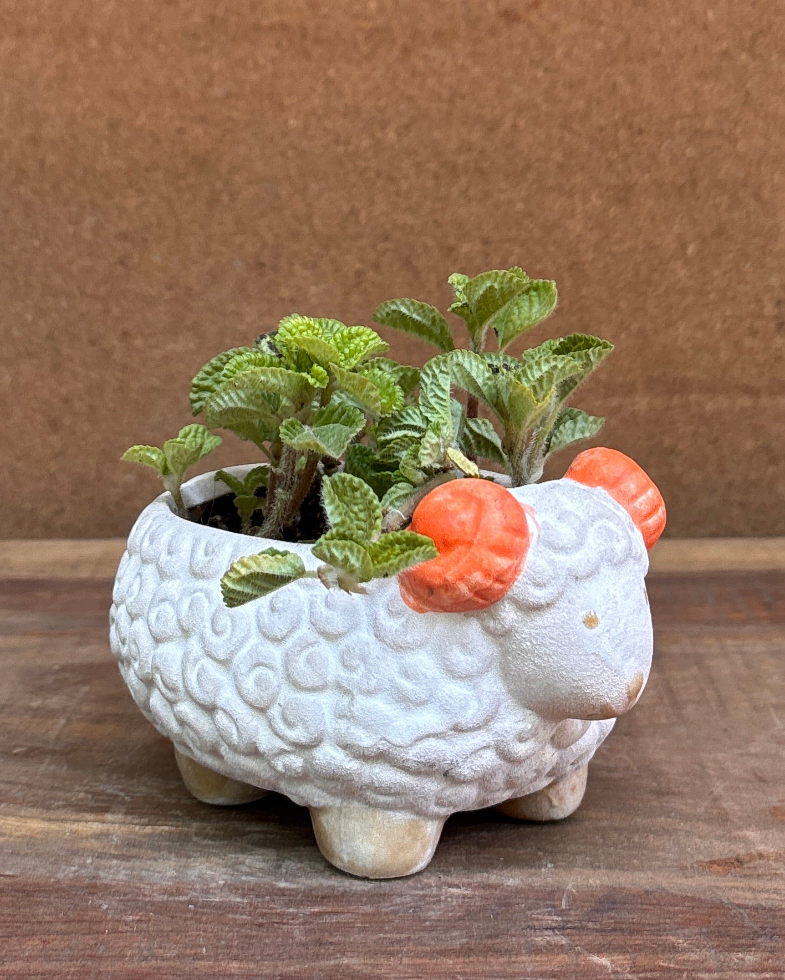 Pilea in a White Sheep