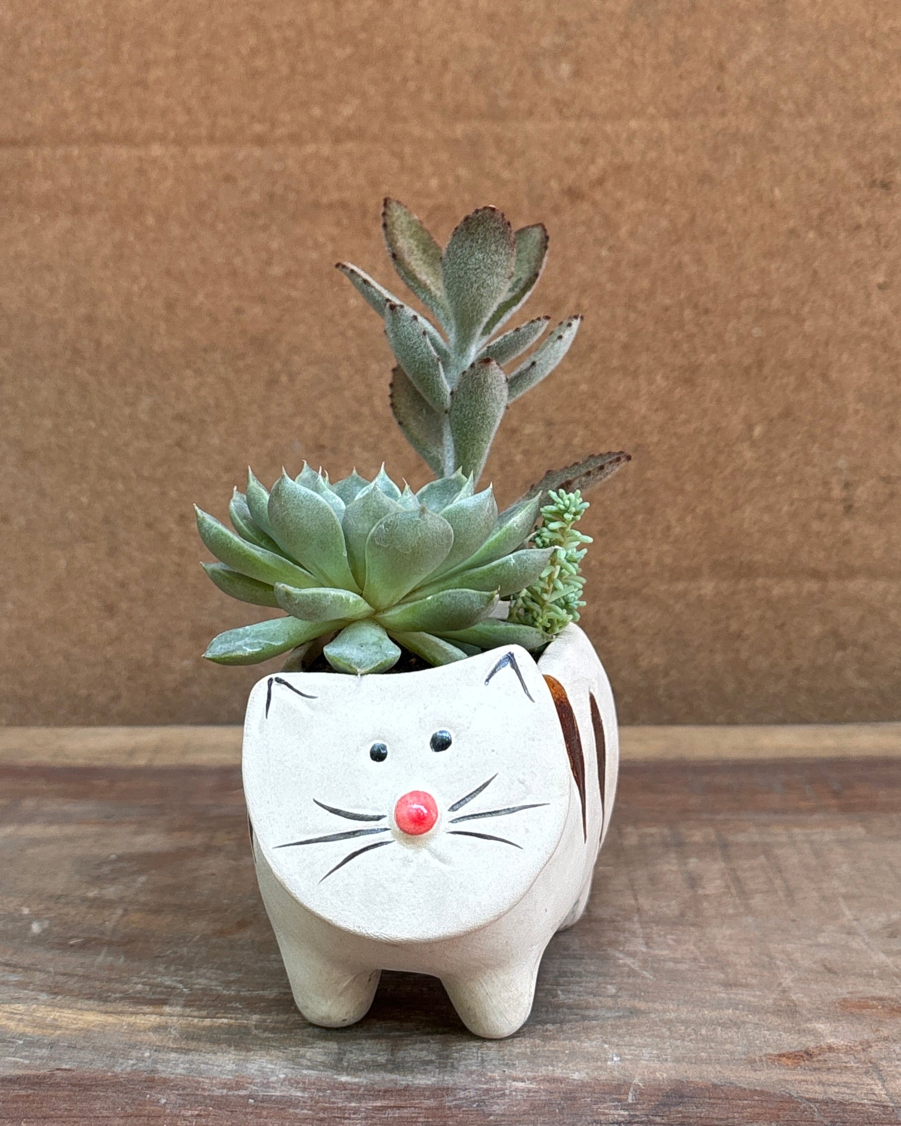 Succulents in Cream Kitten