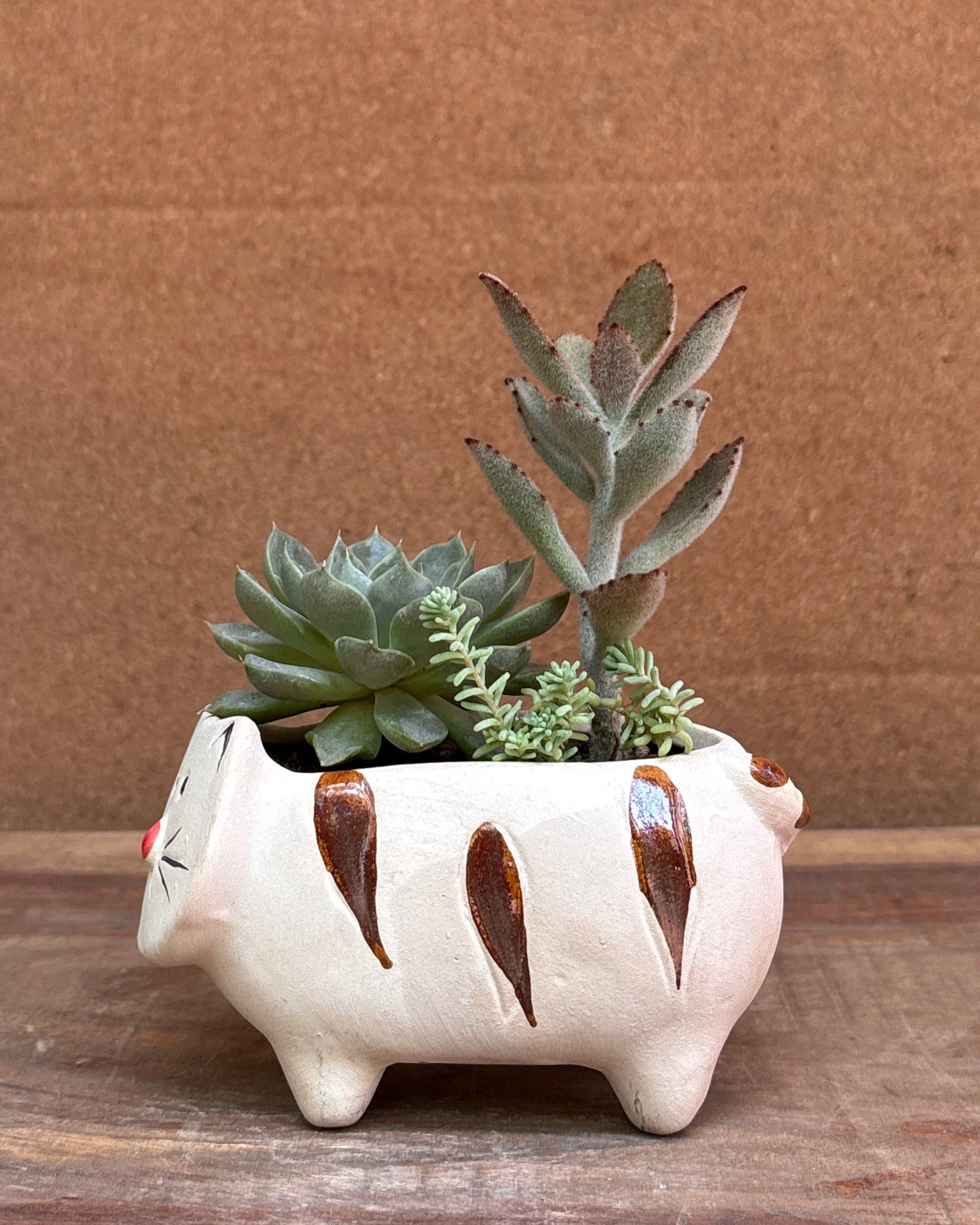 Succulents in Cream Kitten