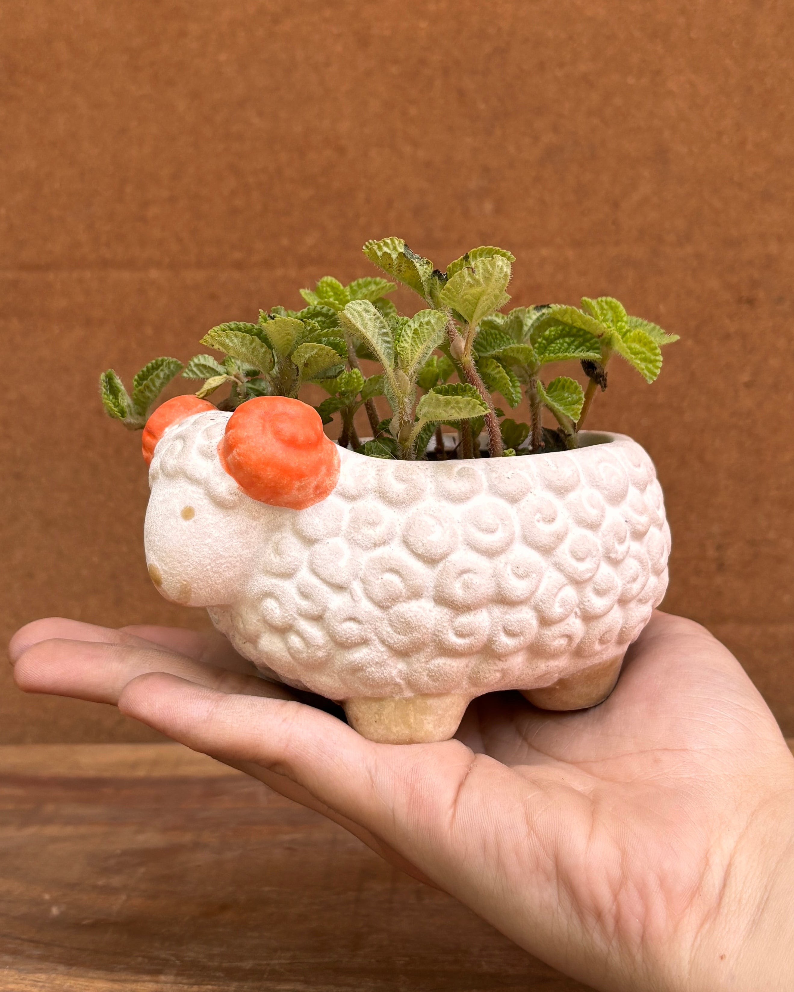 Pilea in a White Sheep