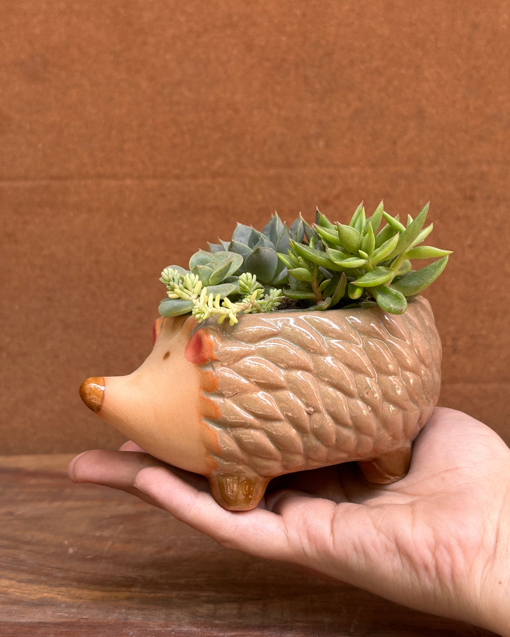 Succulents in a Hedgehog