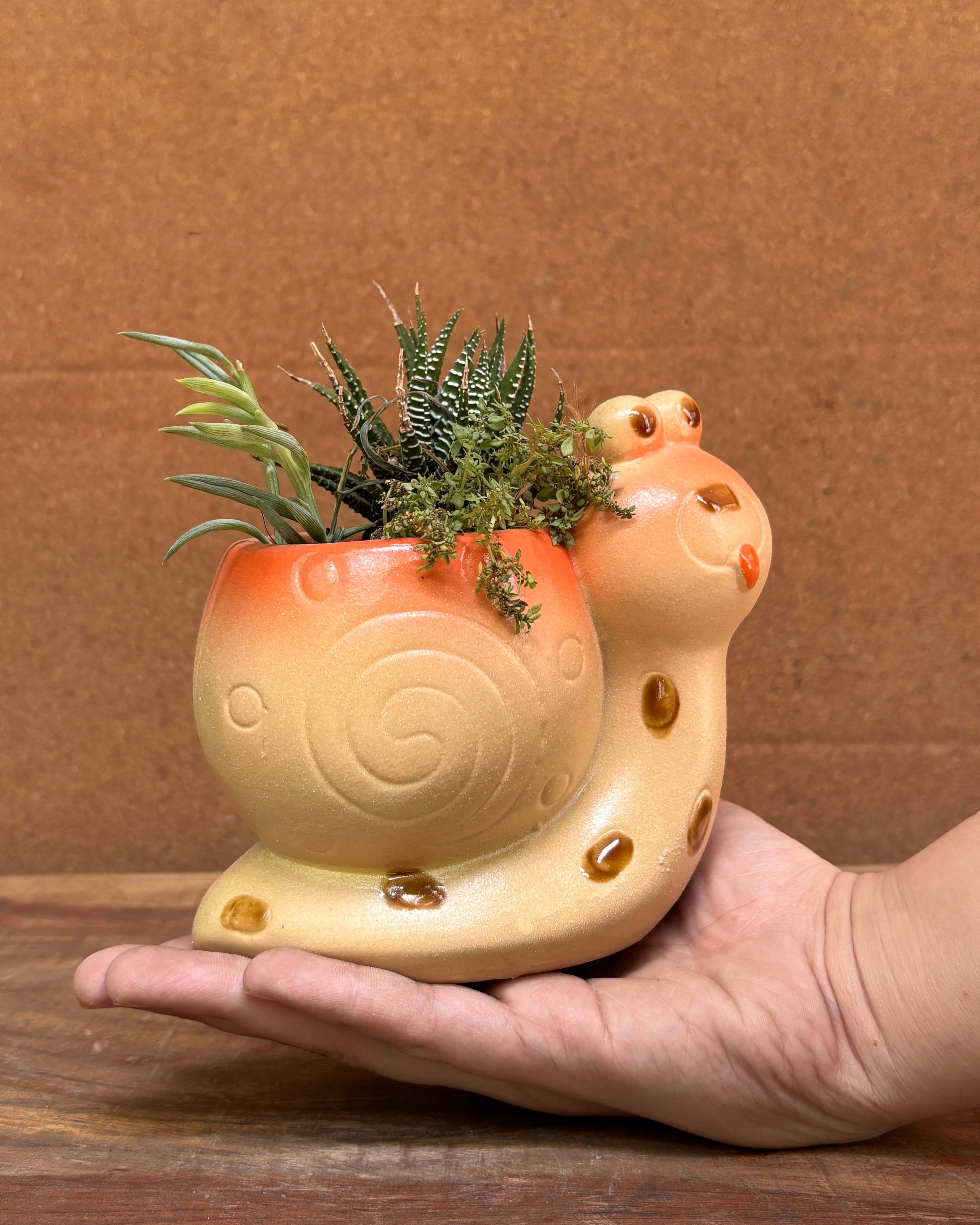 Succulents in Orange Snail