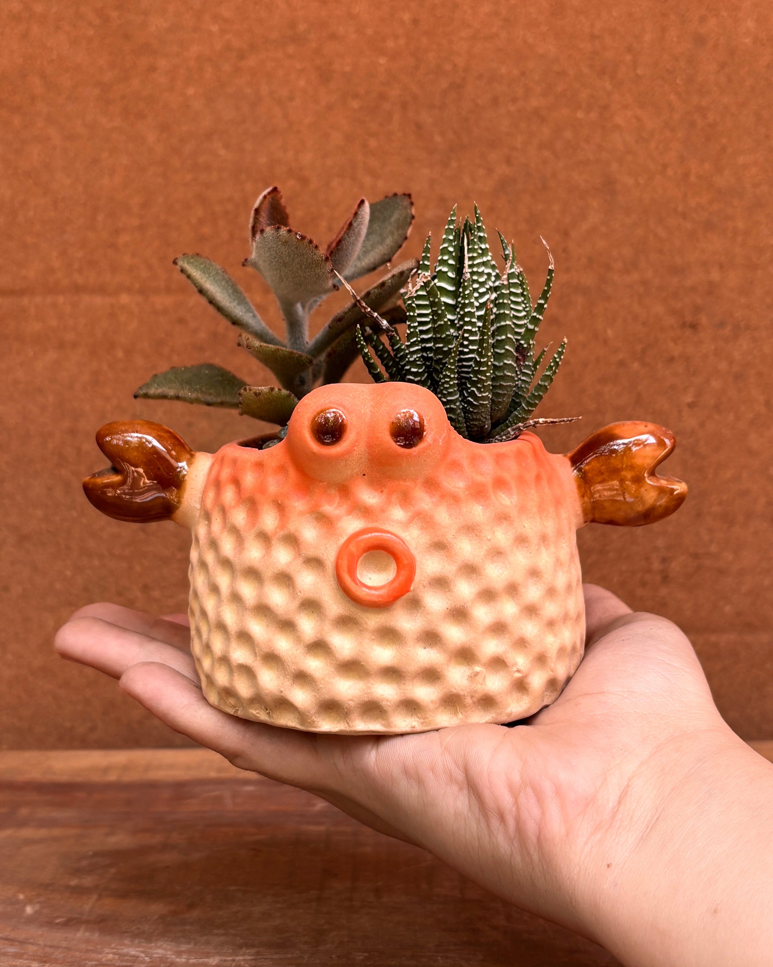 Succulents in a Crab