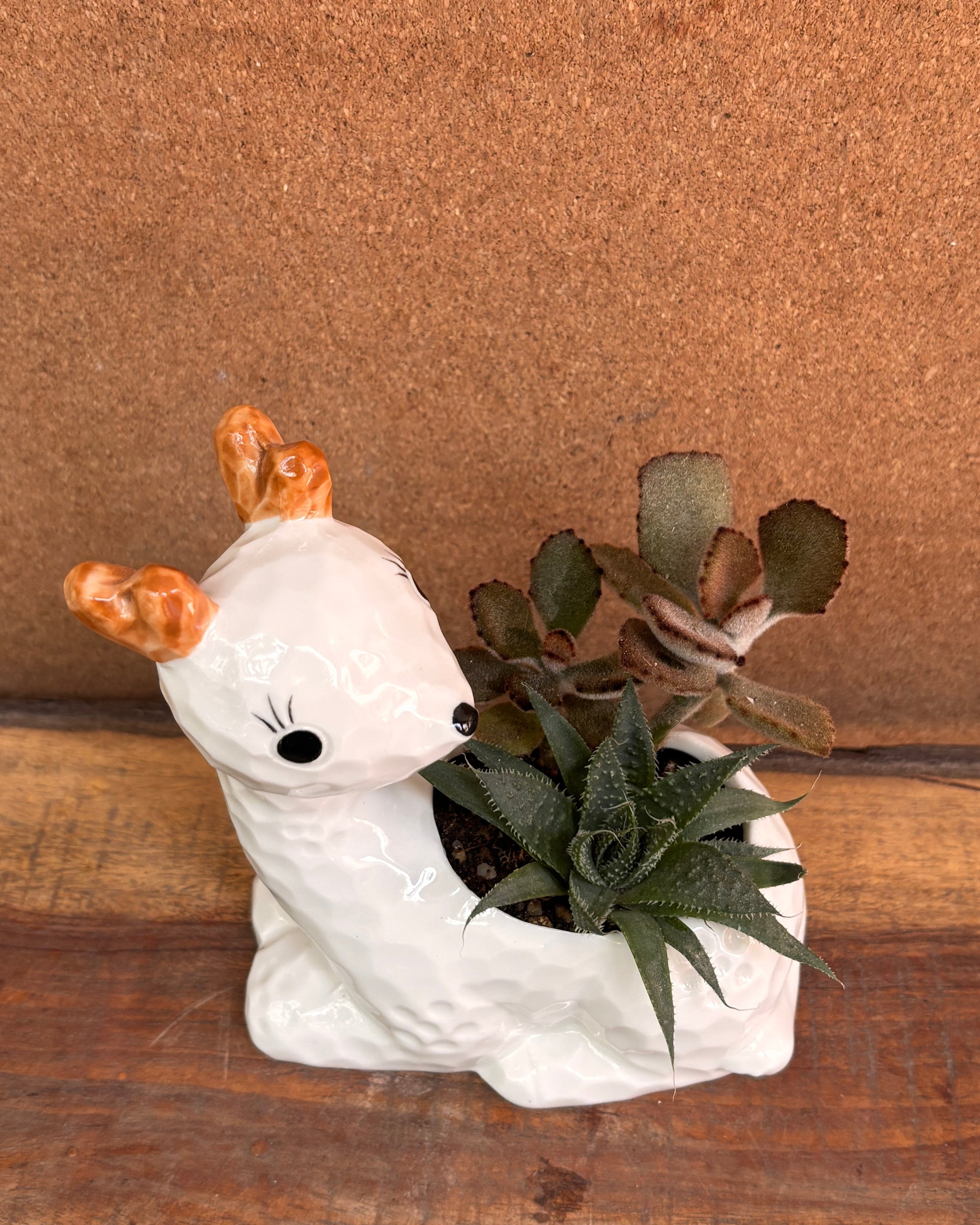 Succulents in a White Fawn