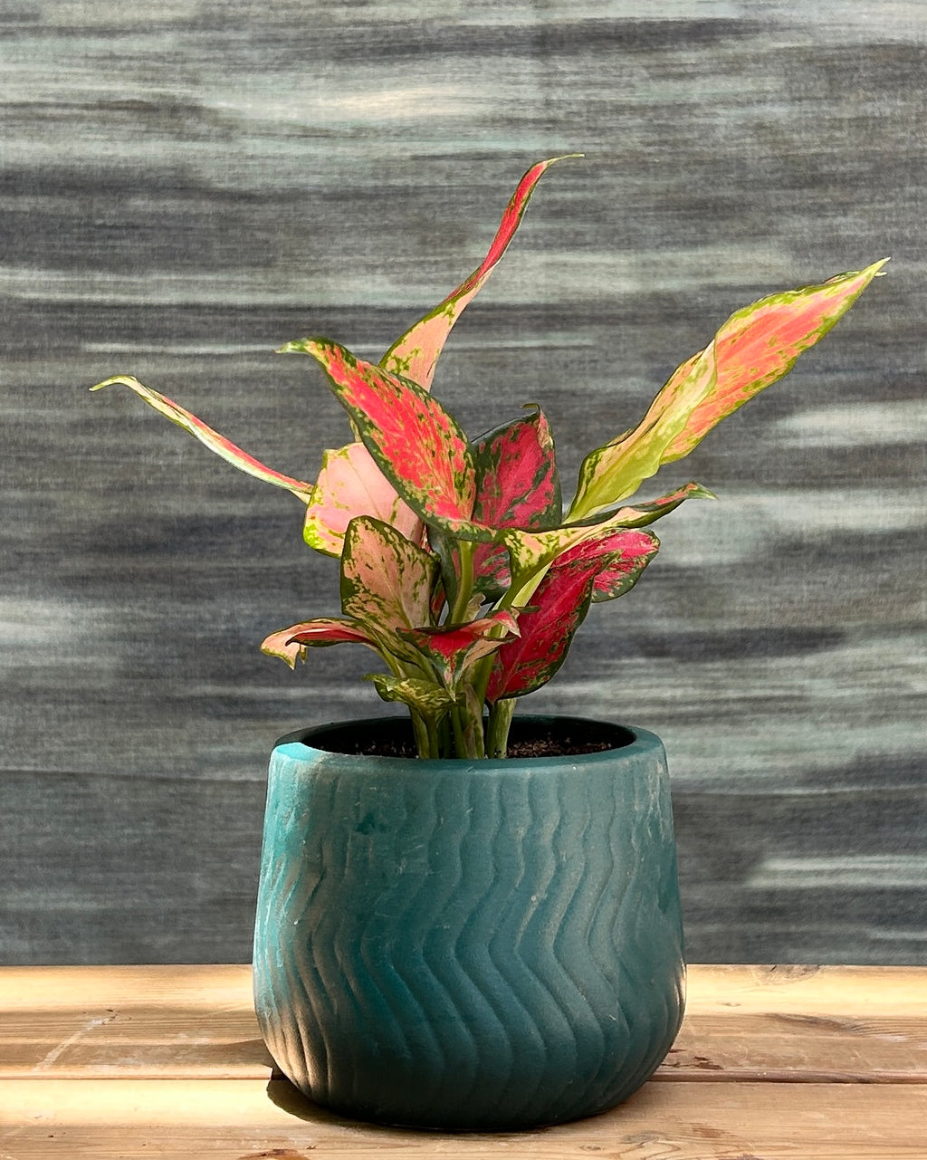 Aglaonema Red-Pink in Teal Green