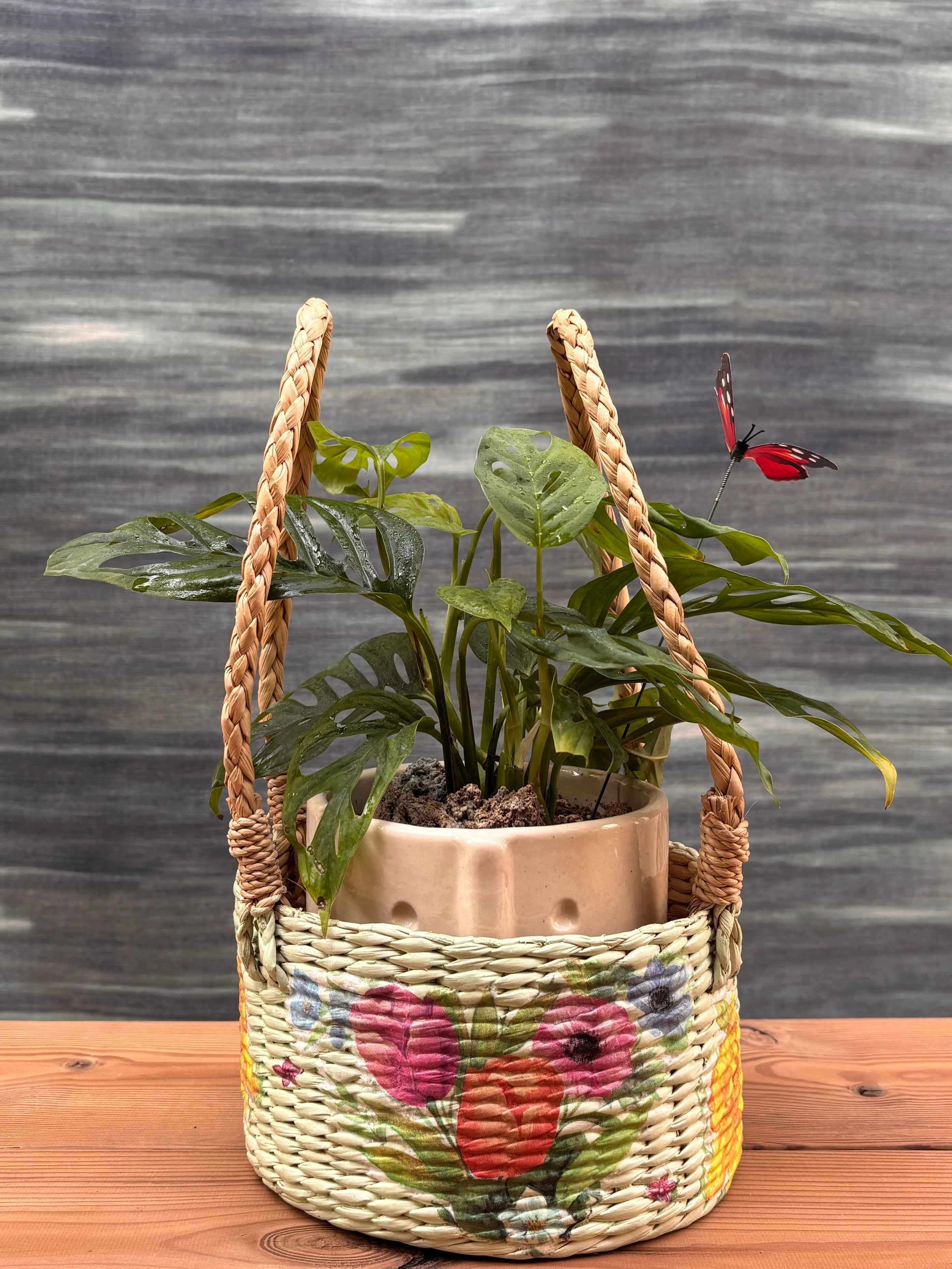 Monsterra Adansonii in Tribal Pot Planterie Studio Pvt. Ltd.