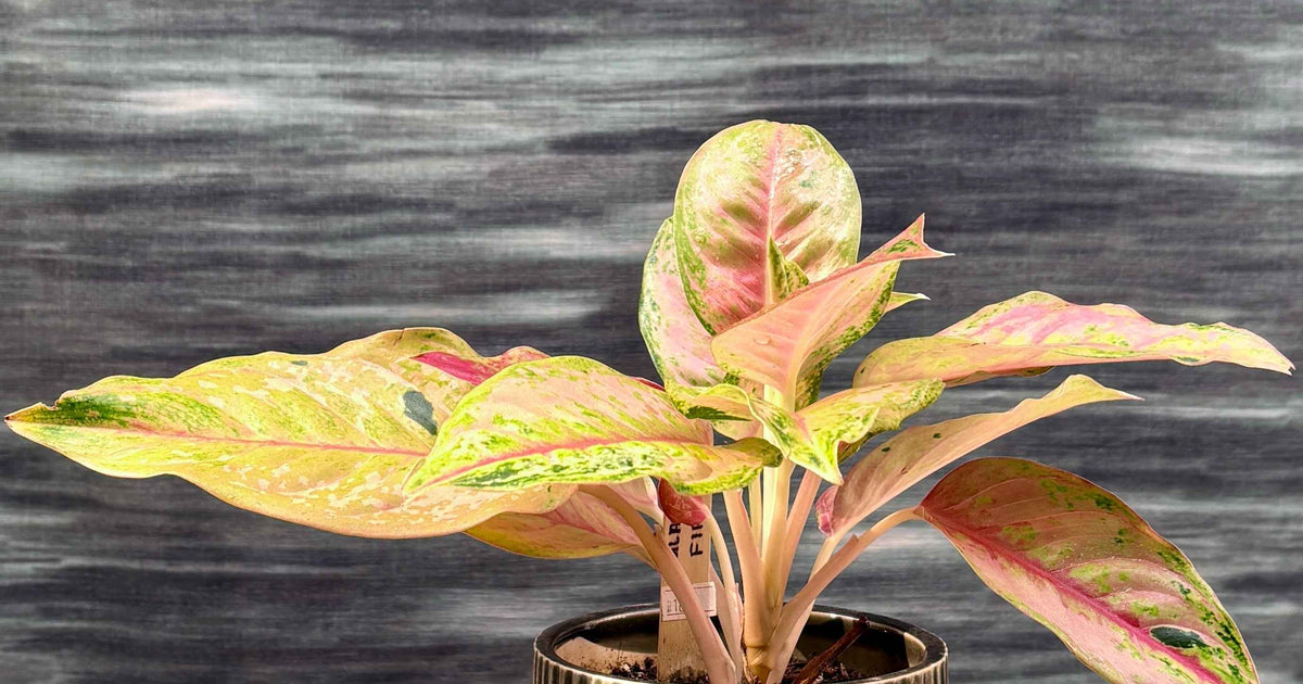 aglaonema firecracker Agloanema Firework in Modern Green
