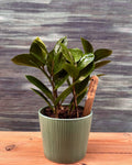 ZZ Green in Pastel Green Planterie Studio Pvt. Ltd.