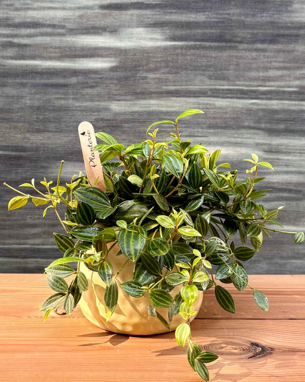 Peperomia in Honey Pot Planterie Studio Pvt. Ltd.