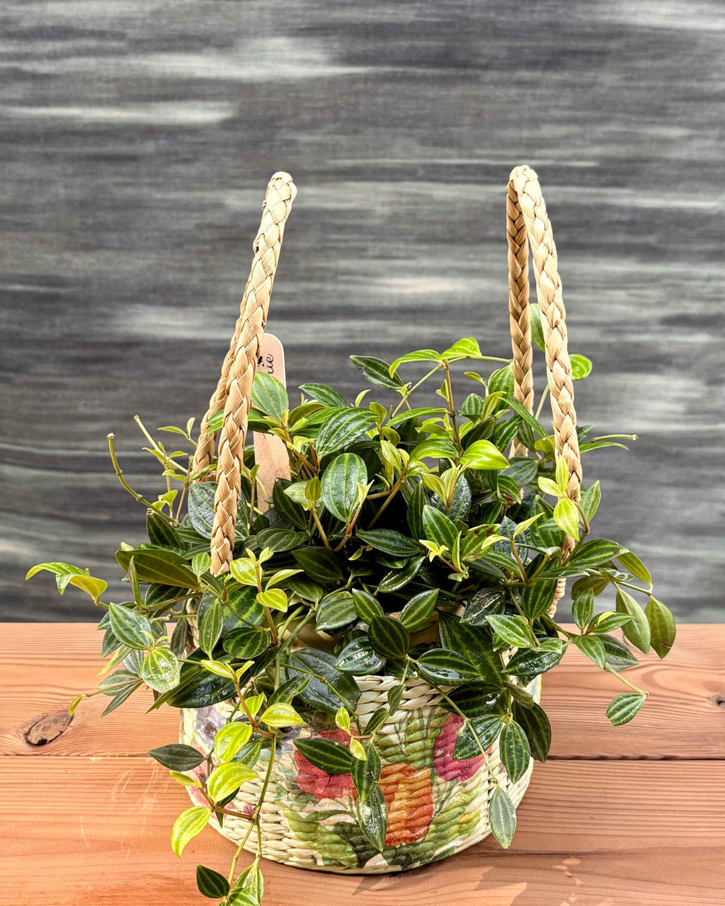 Peperomia in Honey Pot Planterie Studio Pvt. Ltd.