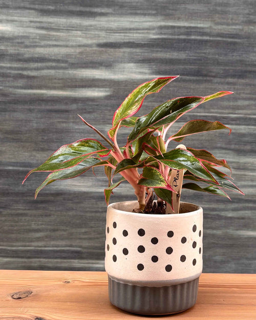 Agloanema Lipstick in Polka Planterie Studio Pvt. Ltd.
