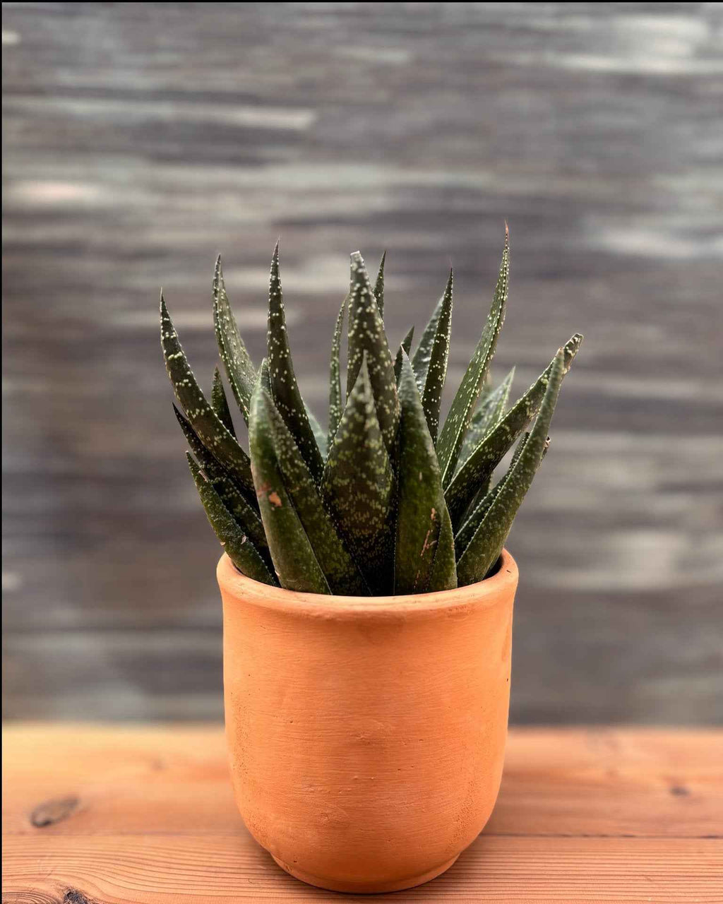 Gasteraloe in Terracotta Planterie Studio Pvt. Ltd.