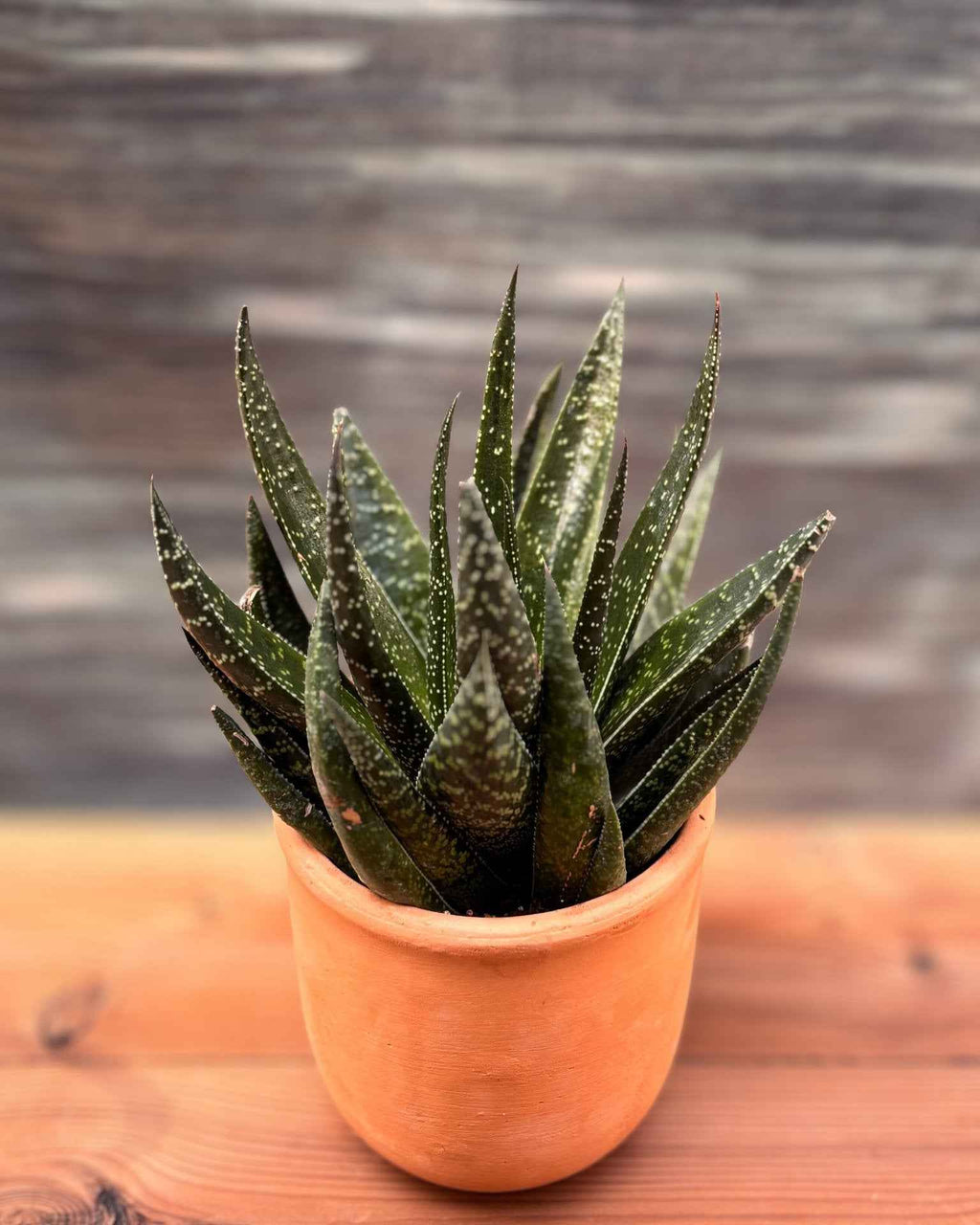 Gasteraloe in Terracotta Planterie Studio Pvt. Ltd.