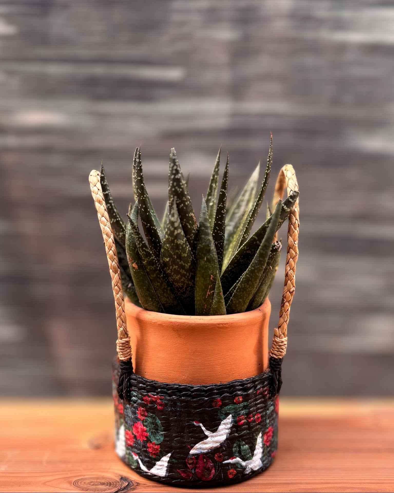 Gasteraloe in Terracotta Planterie Studio Pvt. Ltd.