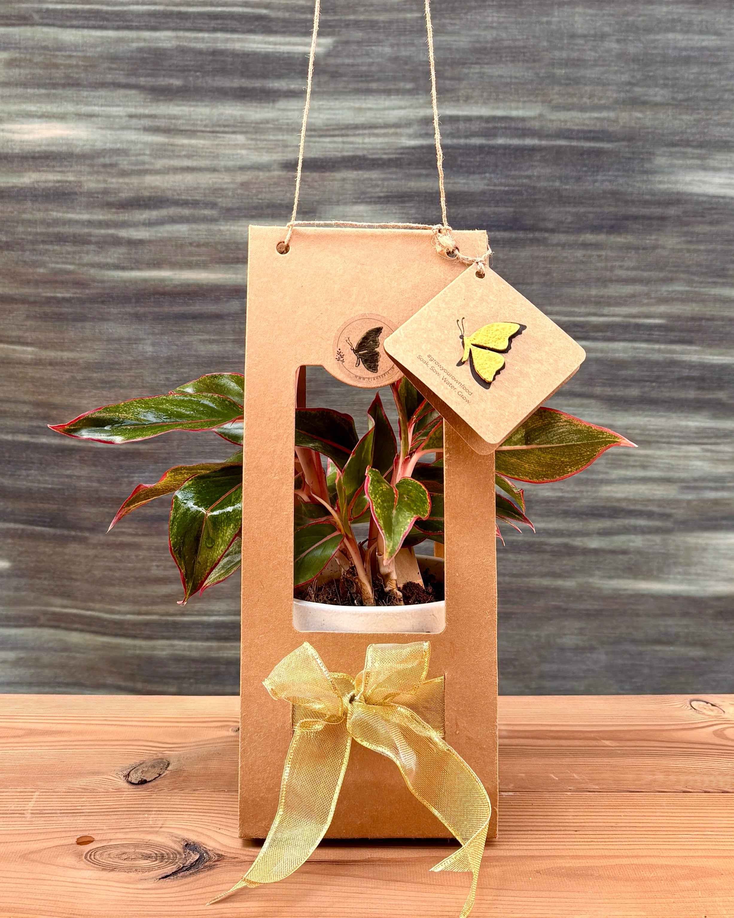 Agloanema Lipstick in Polka Planterie Studio Pvt. Ltd.