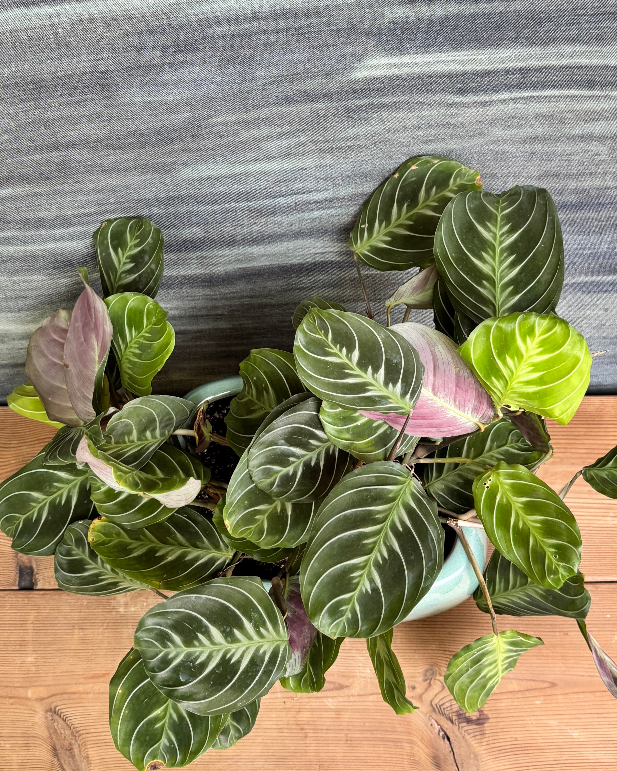 Maranta in Ceramic Smooth