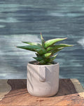 Snake Plant Banana in Cement Planterie Studio Pvt. Ltd.