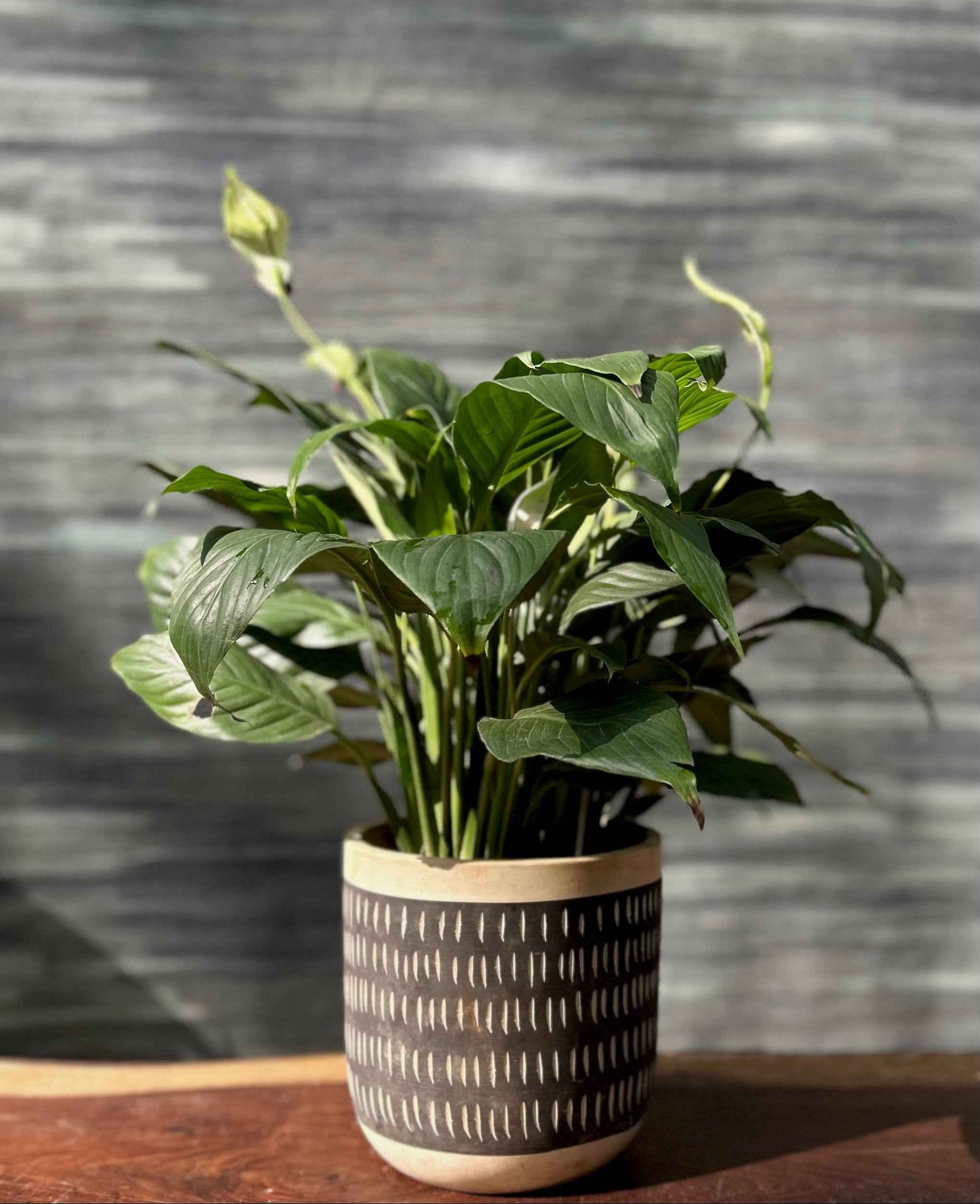 Peace Lily in Charcoal Planterie Studio Pvt. Ltd.