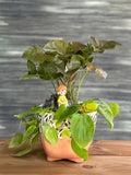 Green Watcher Planterie Studio Pvt. Ltd.
