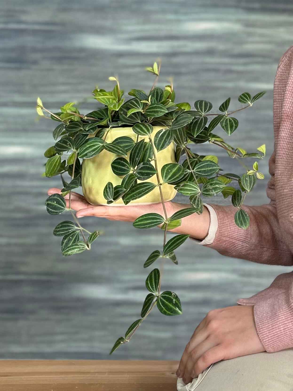 Peperomia in Honey Pot Planterie Studio Pvt. Ltd.