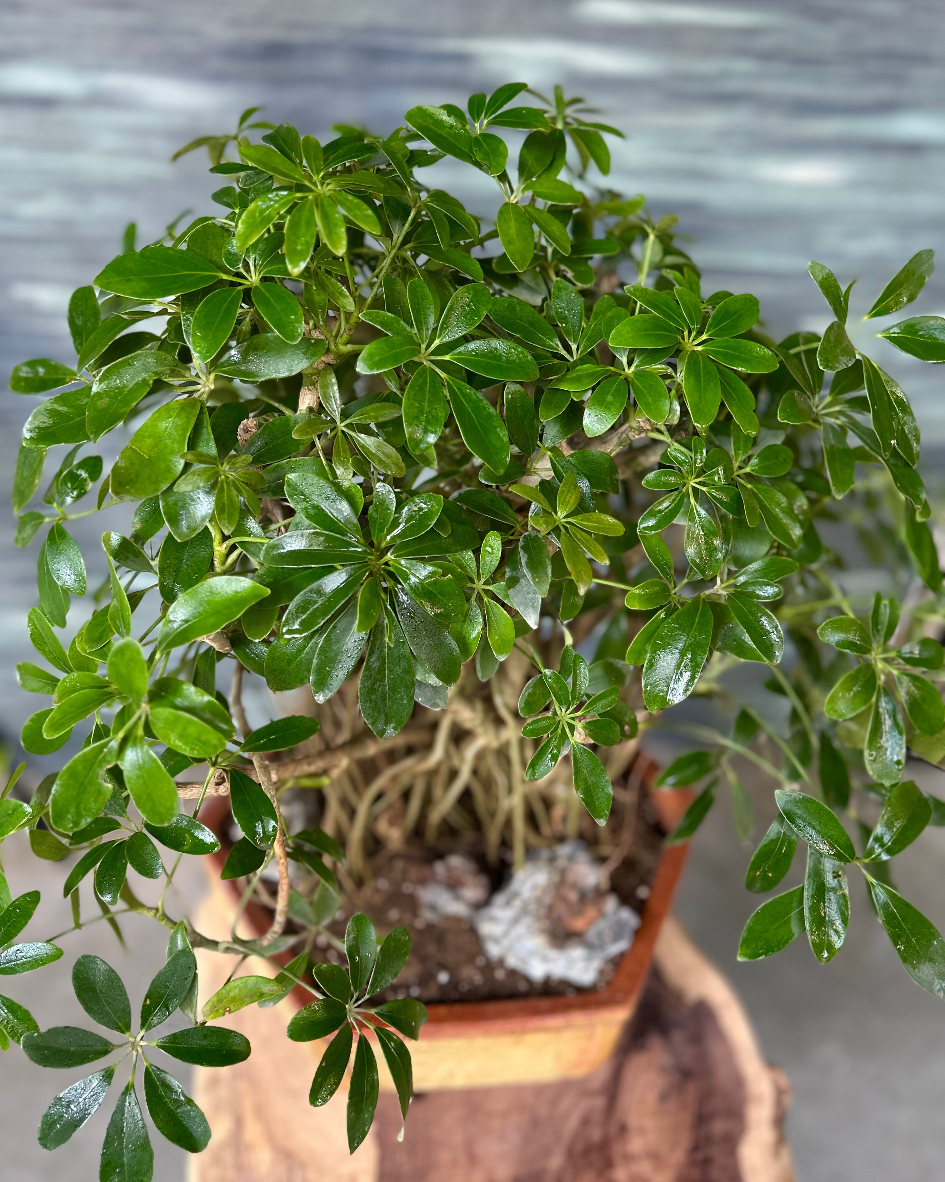 Bonsai Schefflera Planterie Studio Pvt. Ltd.