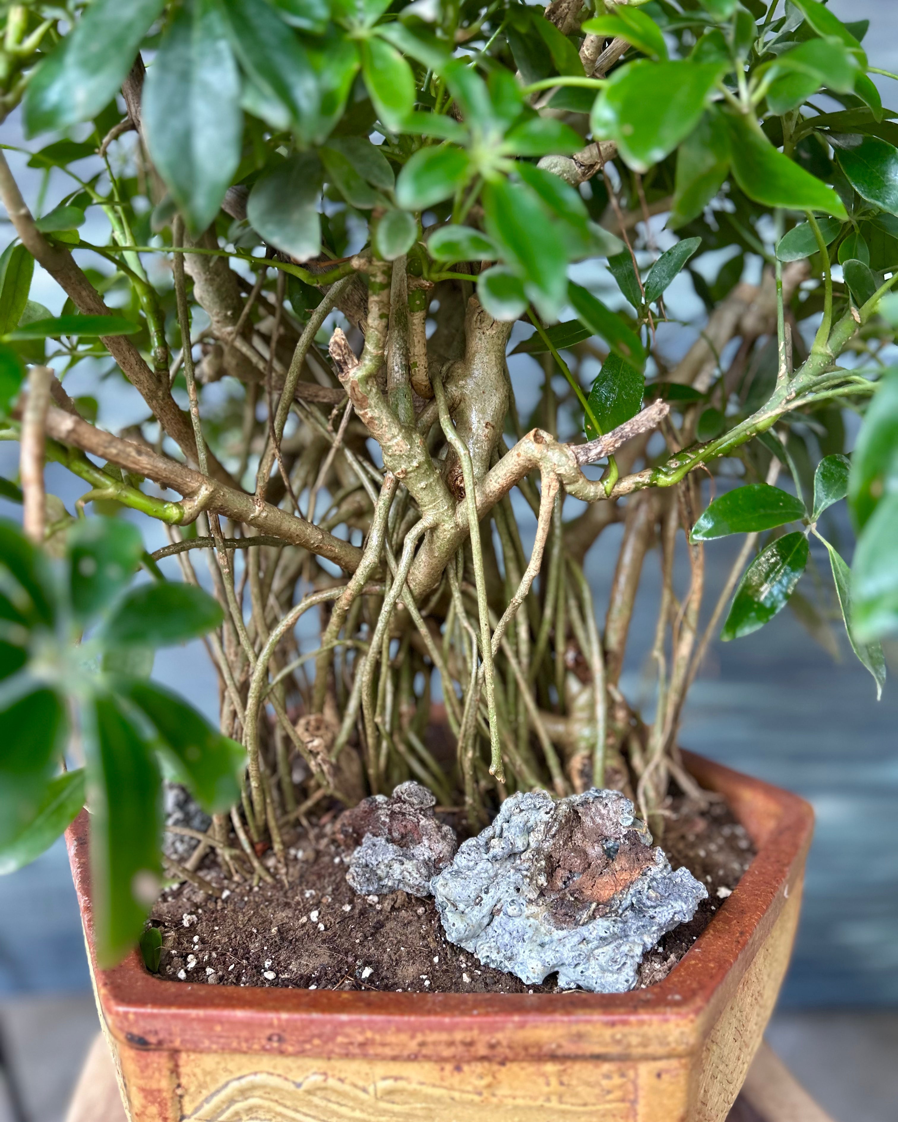 Bonsai Schefflera Planterie Studio Pvt. Ltd.