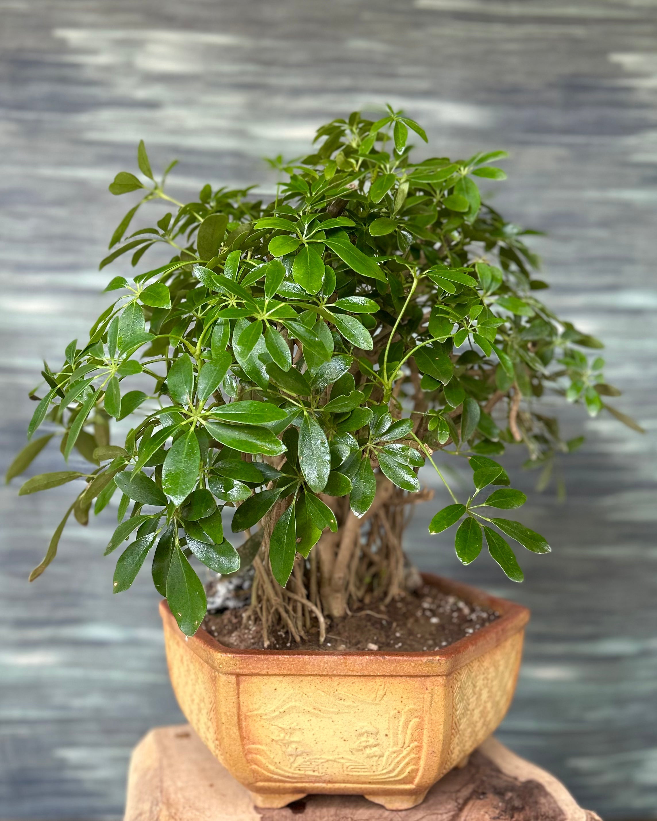 Bonsai Schefflera Planterie Studio Pvt. Ltd.