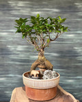 Ficus Ginseng Old Soul Bonsai Planterie Studio Pvt. Ltd.