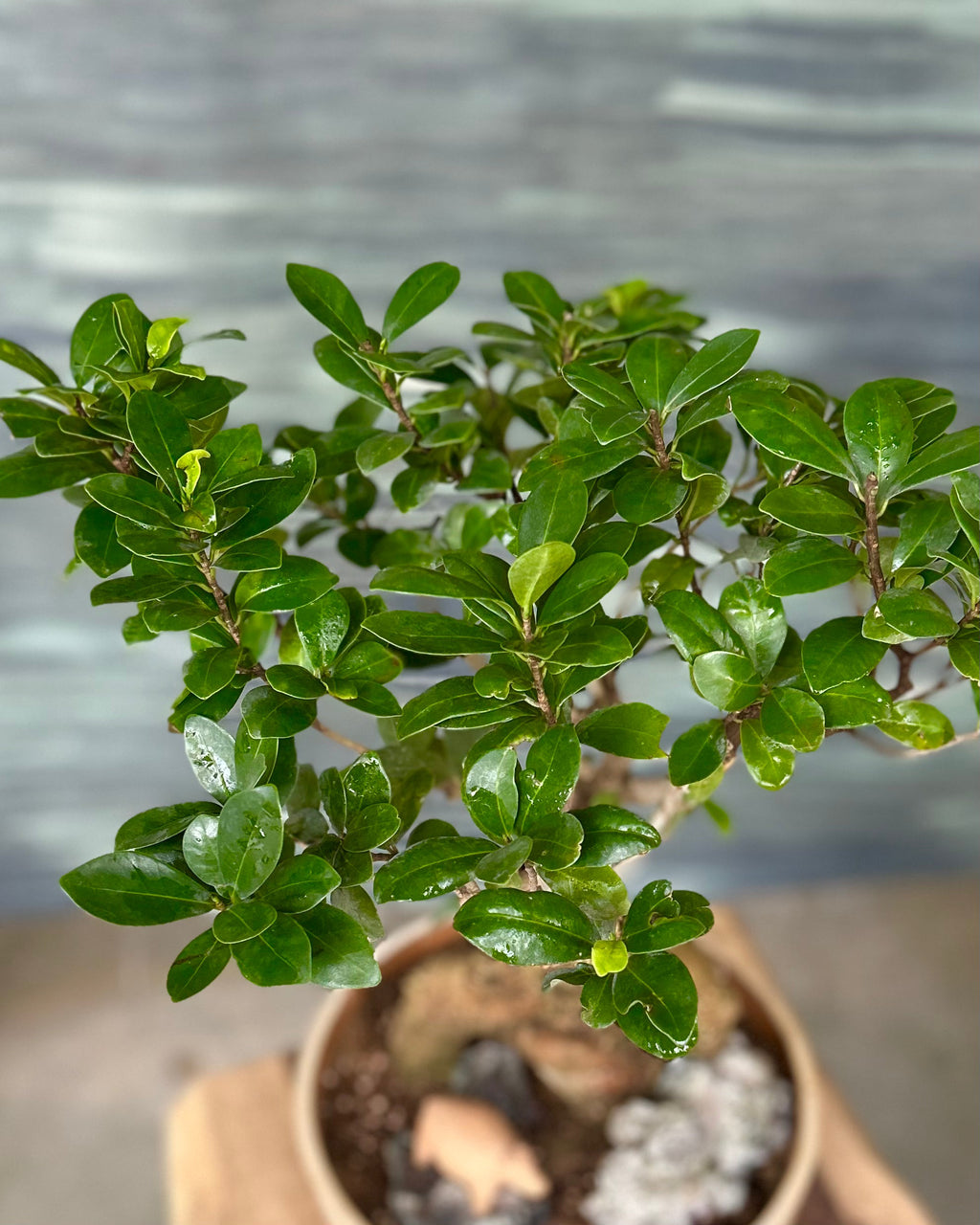 Ficus Ginseng Old Soul Bonsai Planterie Studio Pvt. Ltd.