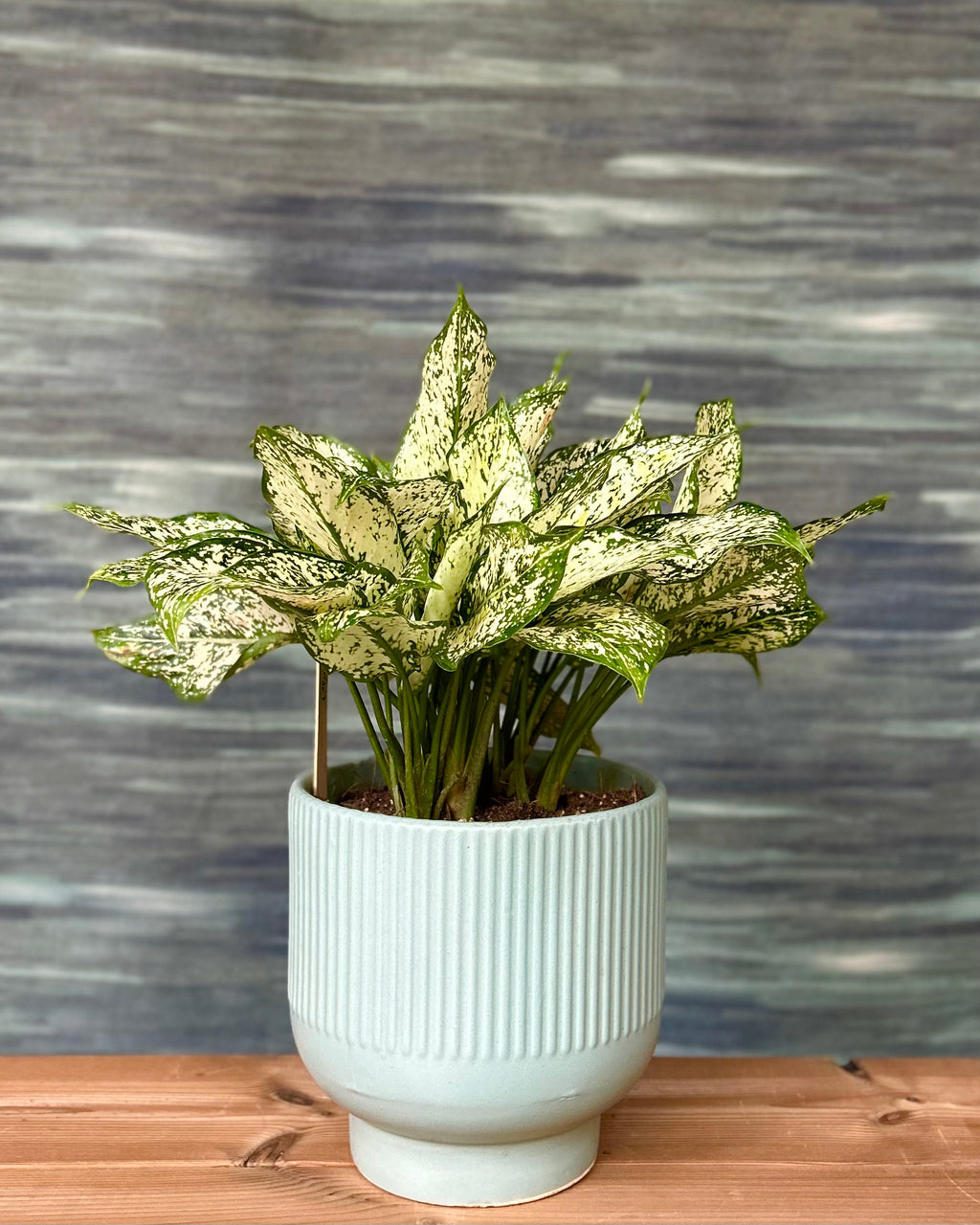 Agloanema Snow white in Grey-Blue Planterie Studio Pvt. Ltd.