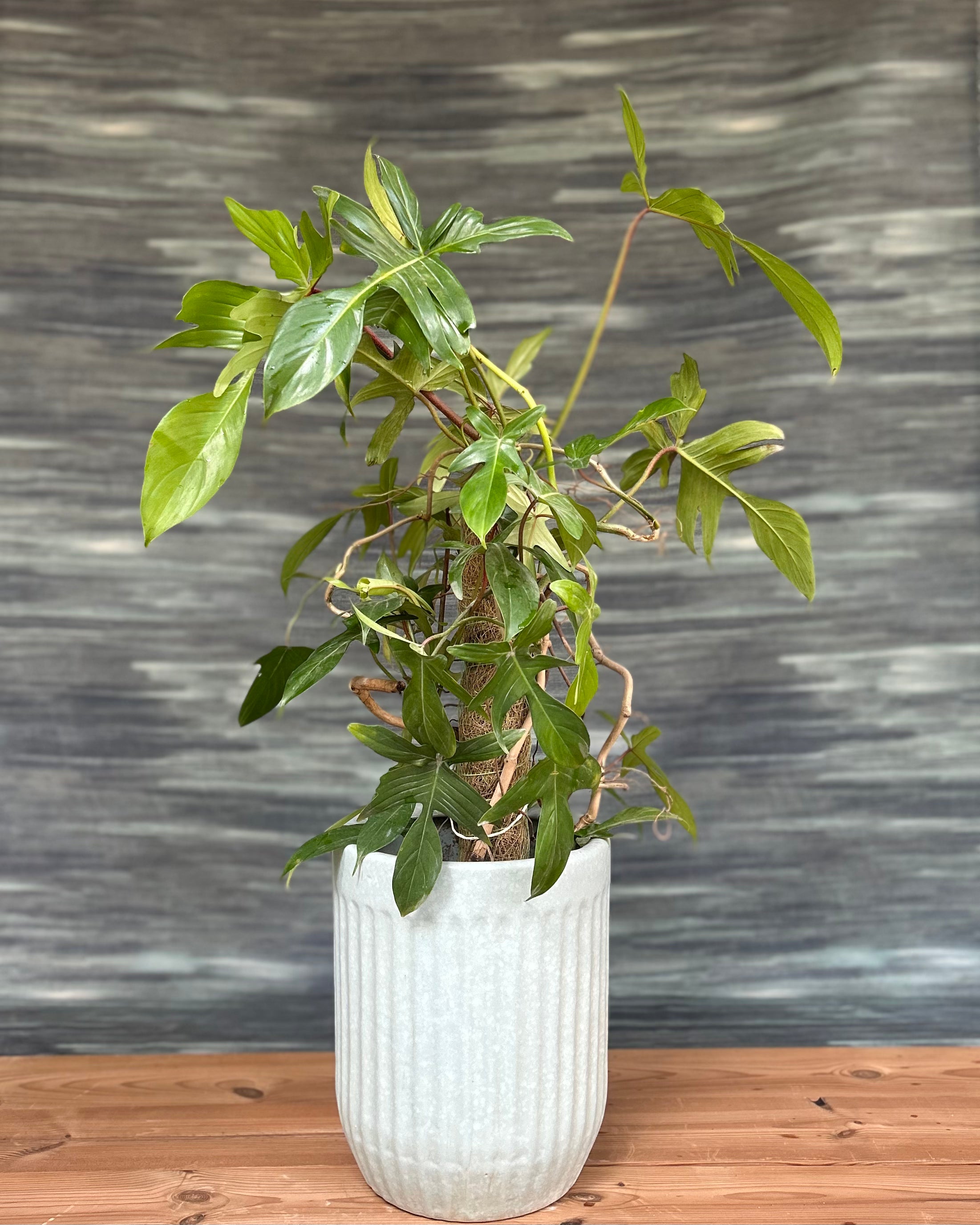 Potted plant in a white vase on a wooden surface with a gray textured wall background