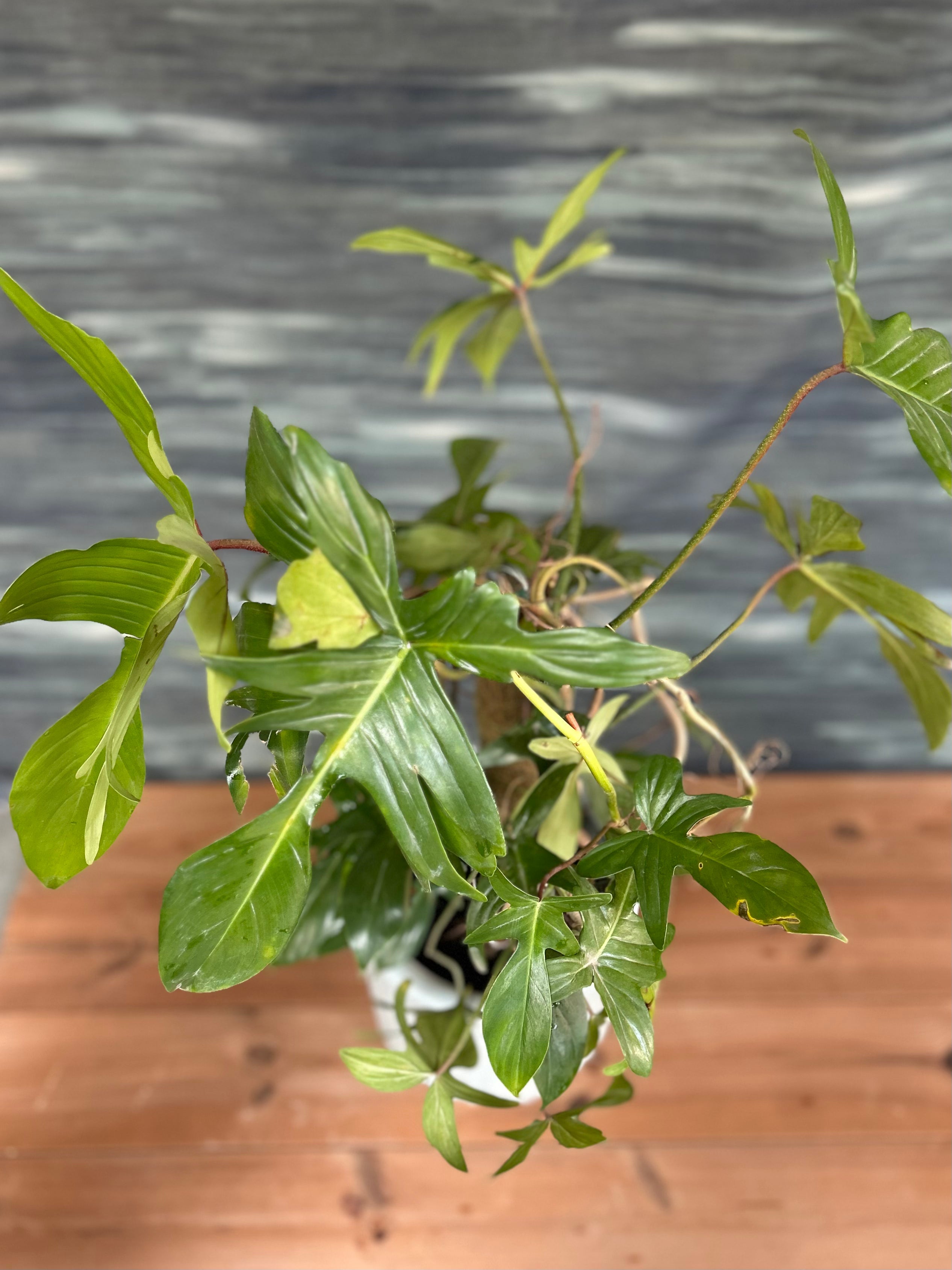 Philodendron Florida Ghost in a Barrel Planterie Studio Pvt. Ltd.