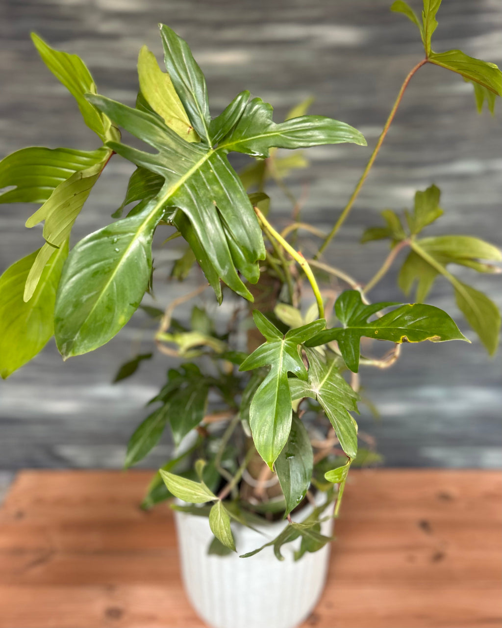 Low maintenance Philodendron Florida Ghost indoor plant in Delhi, ideal as a table top or office desk plant, great plant gift for housewarming and corporate gifting in India from Planterie